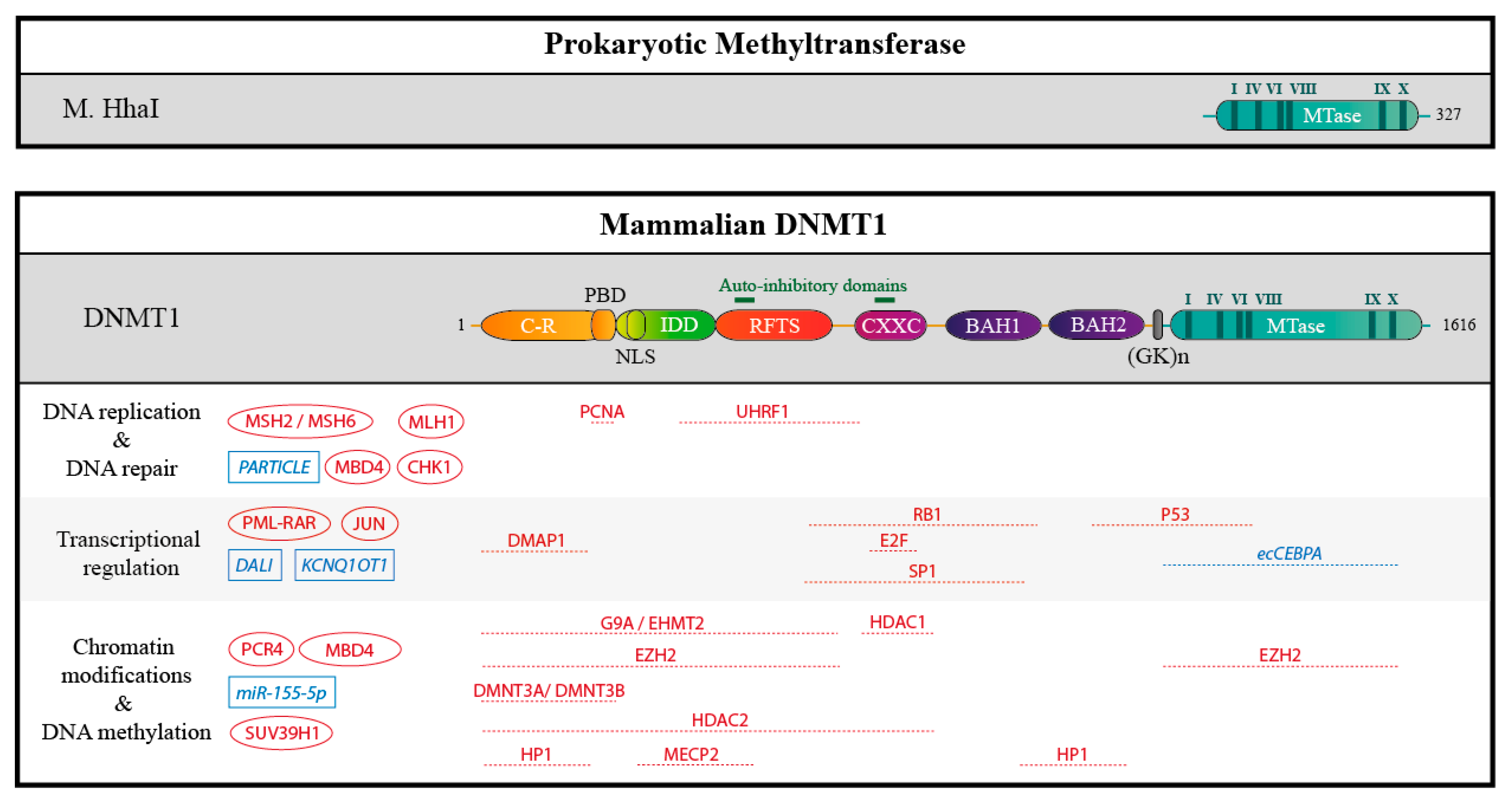 Genes 09 00617 g004