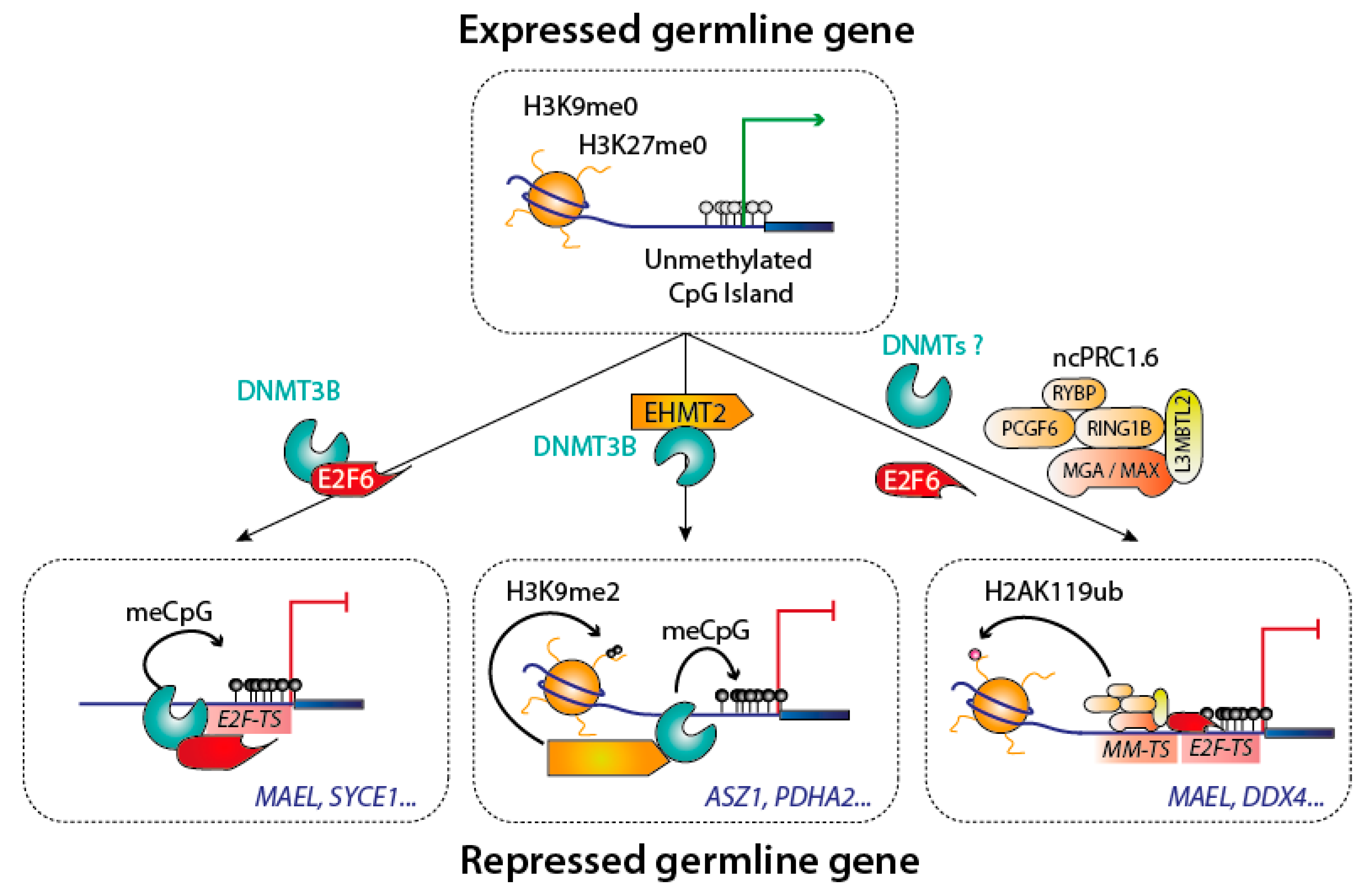 Genes 09 00617 g006