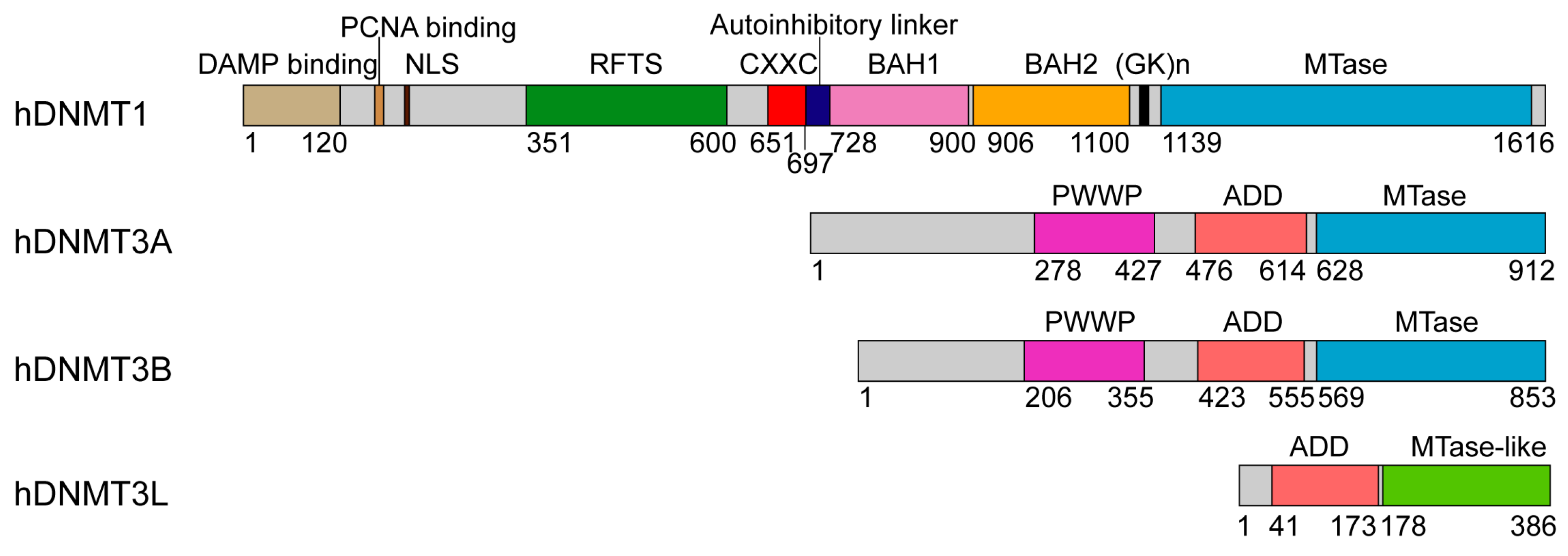 Genes 09 00620 g001