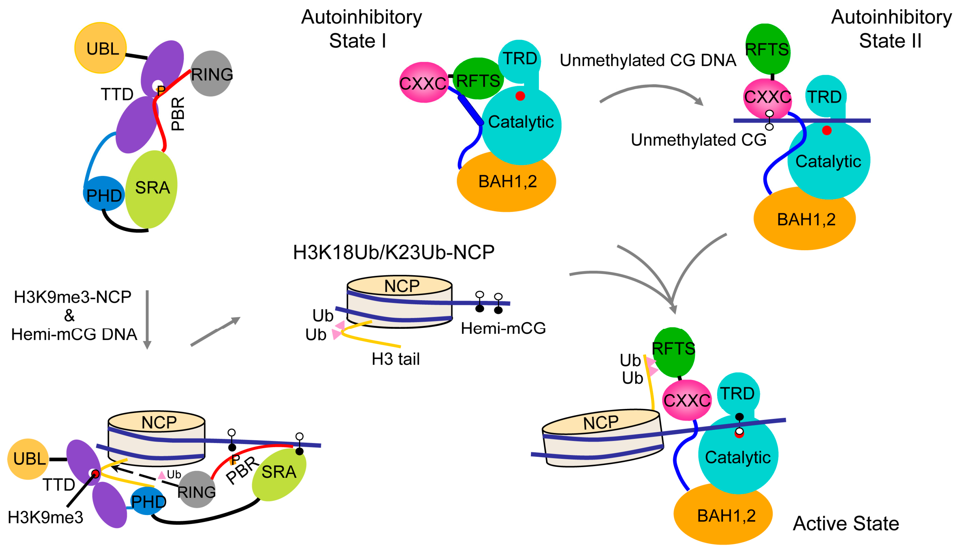 Genes 09 00620 g005