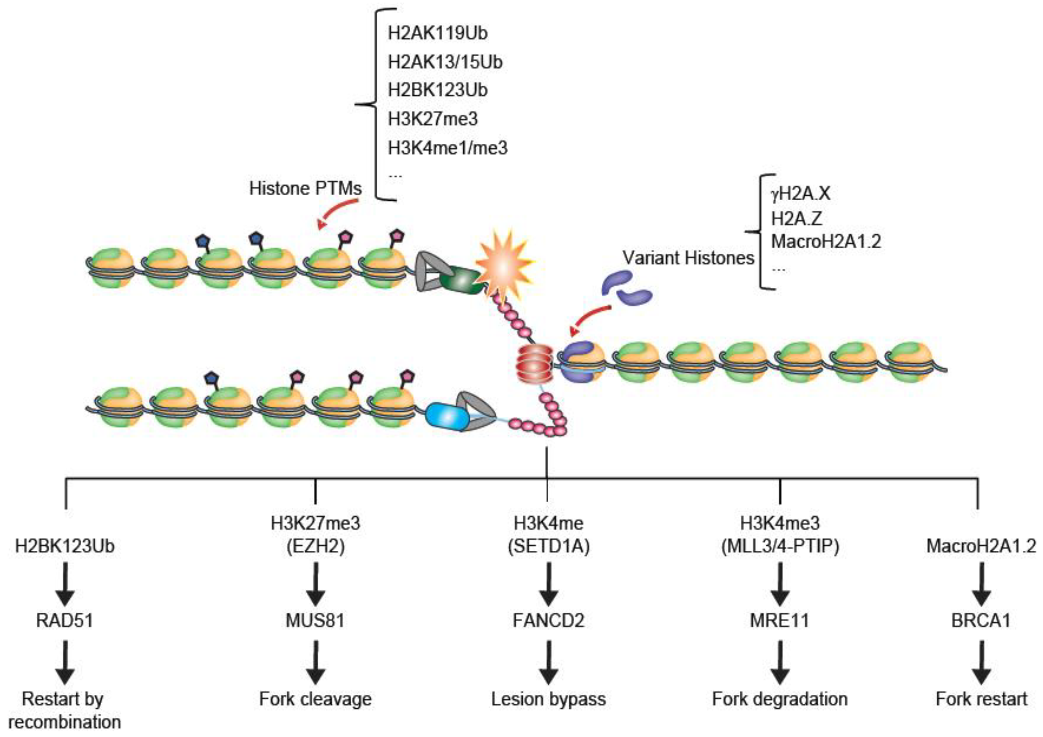 Genes 09 00622 g002