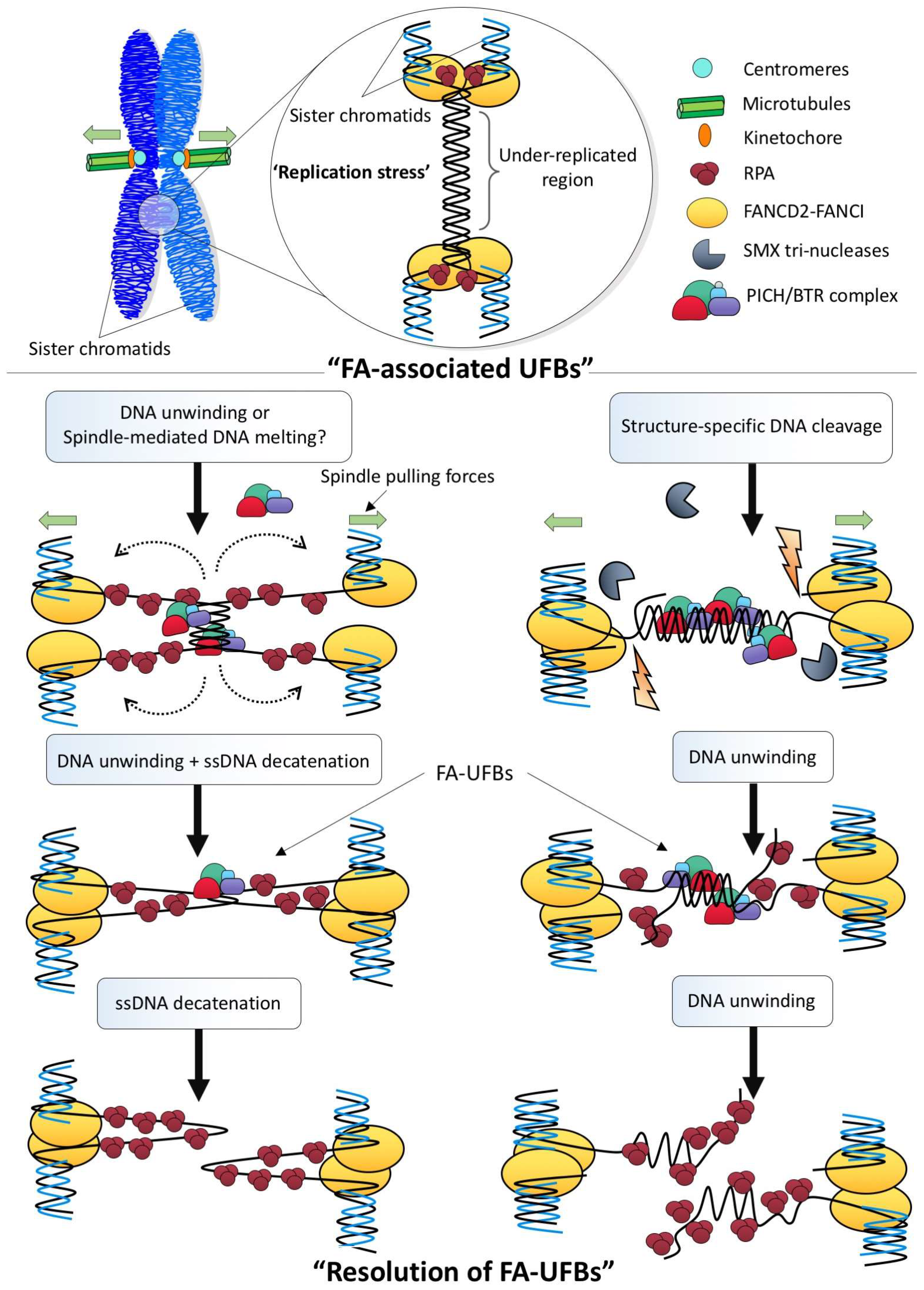 Genes 09 00623 g004