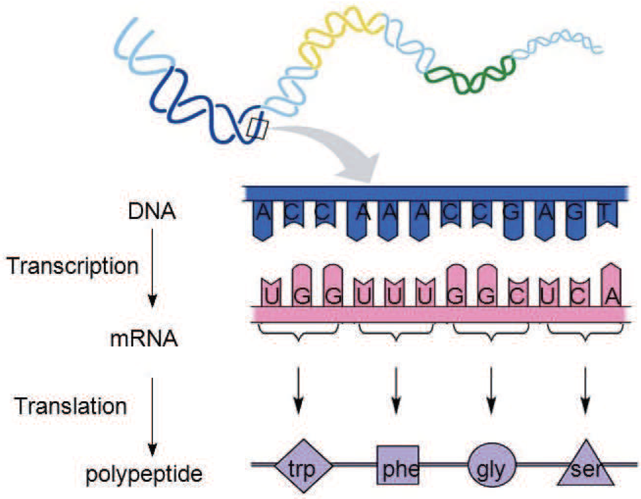 Genes 09 00626 g007