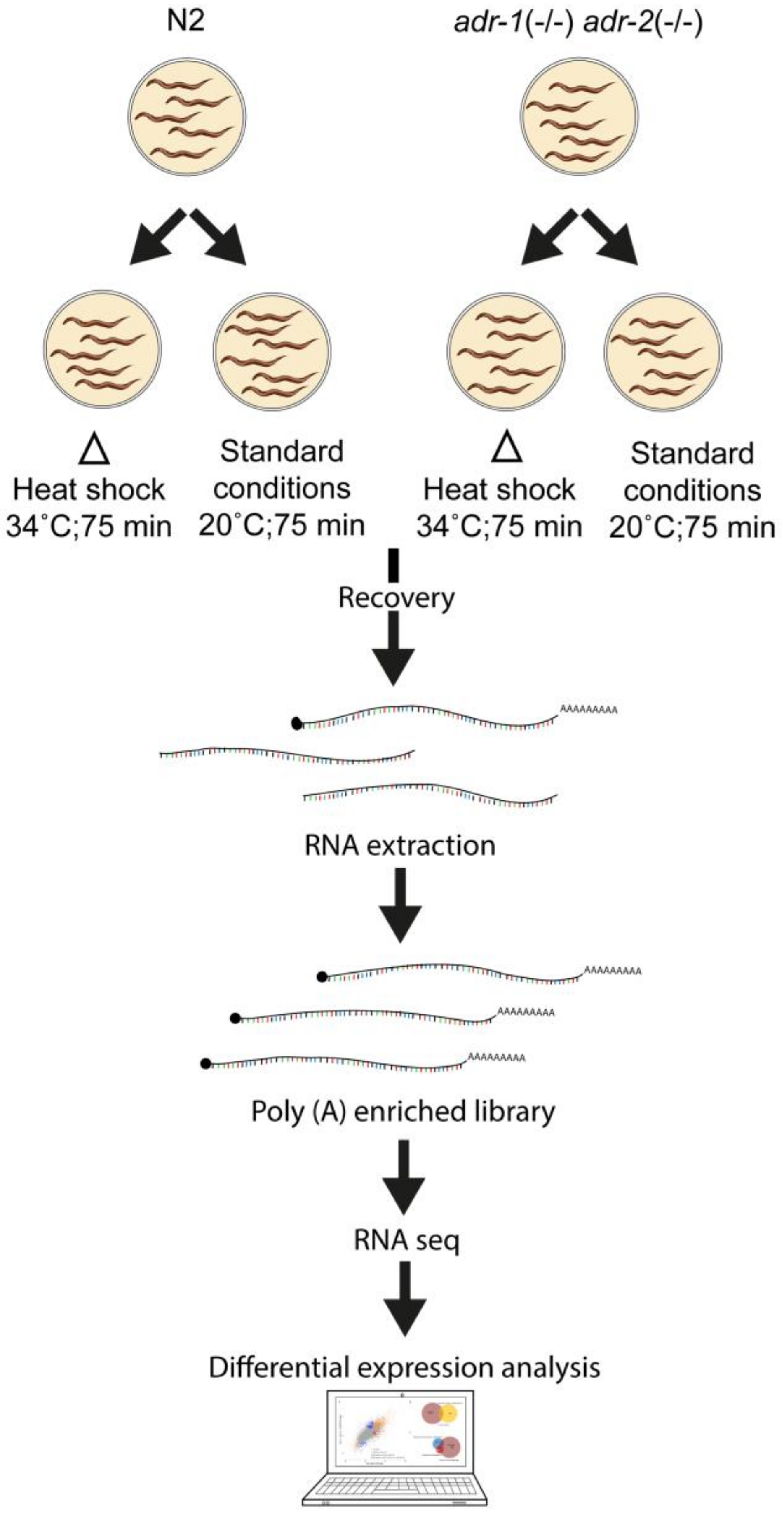 Genes 09 00627 g001