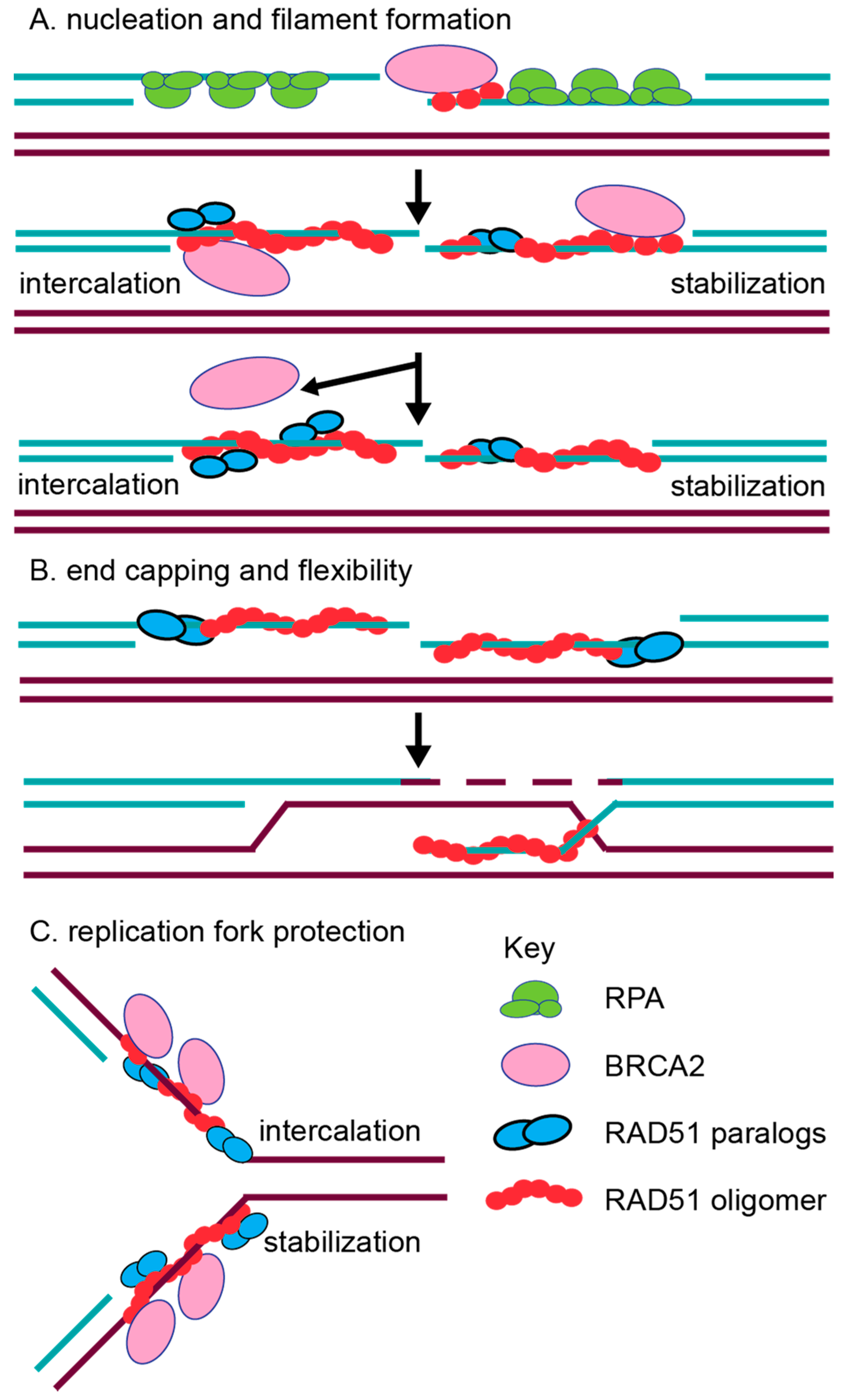 Genes 09 00629 g003