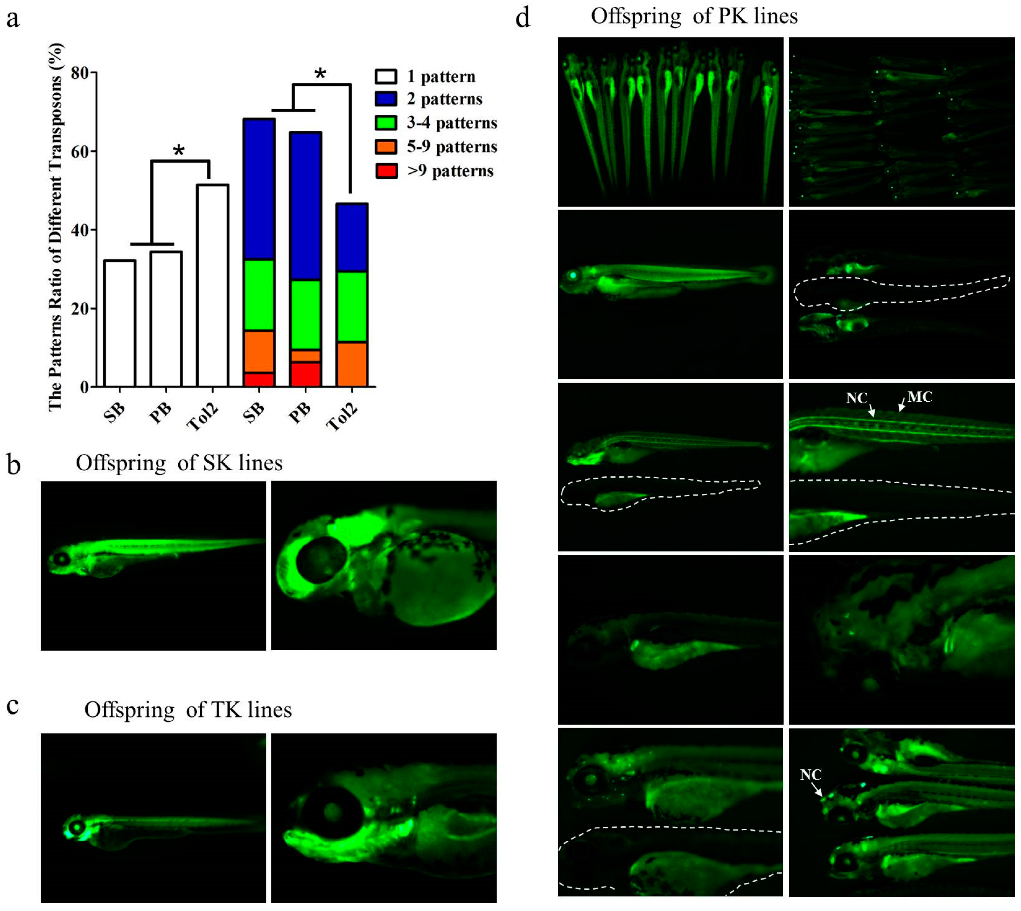 Genes 09 00630 g002