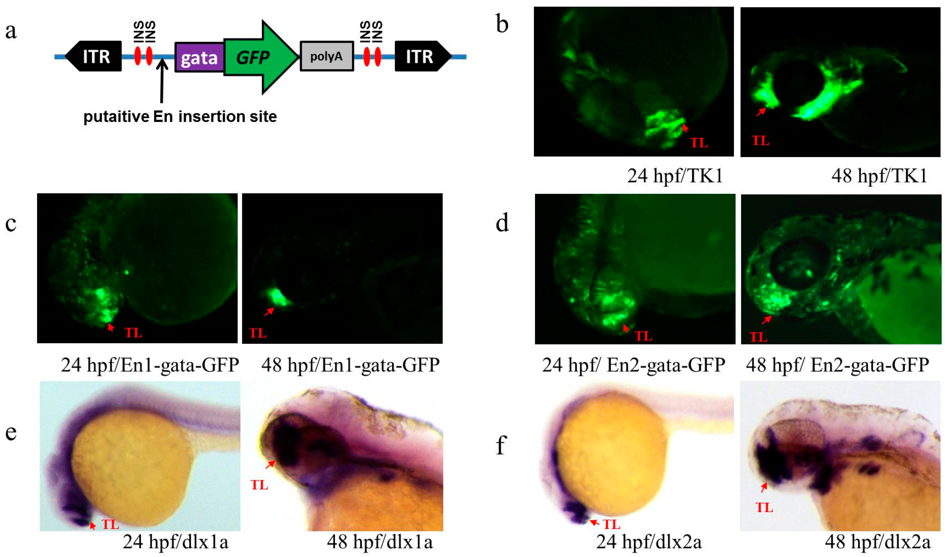 Genes 09 00630 g004