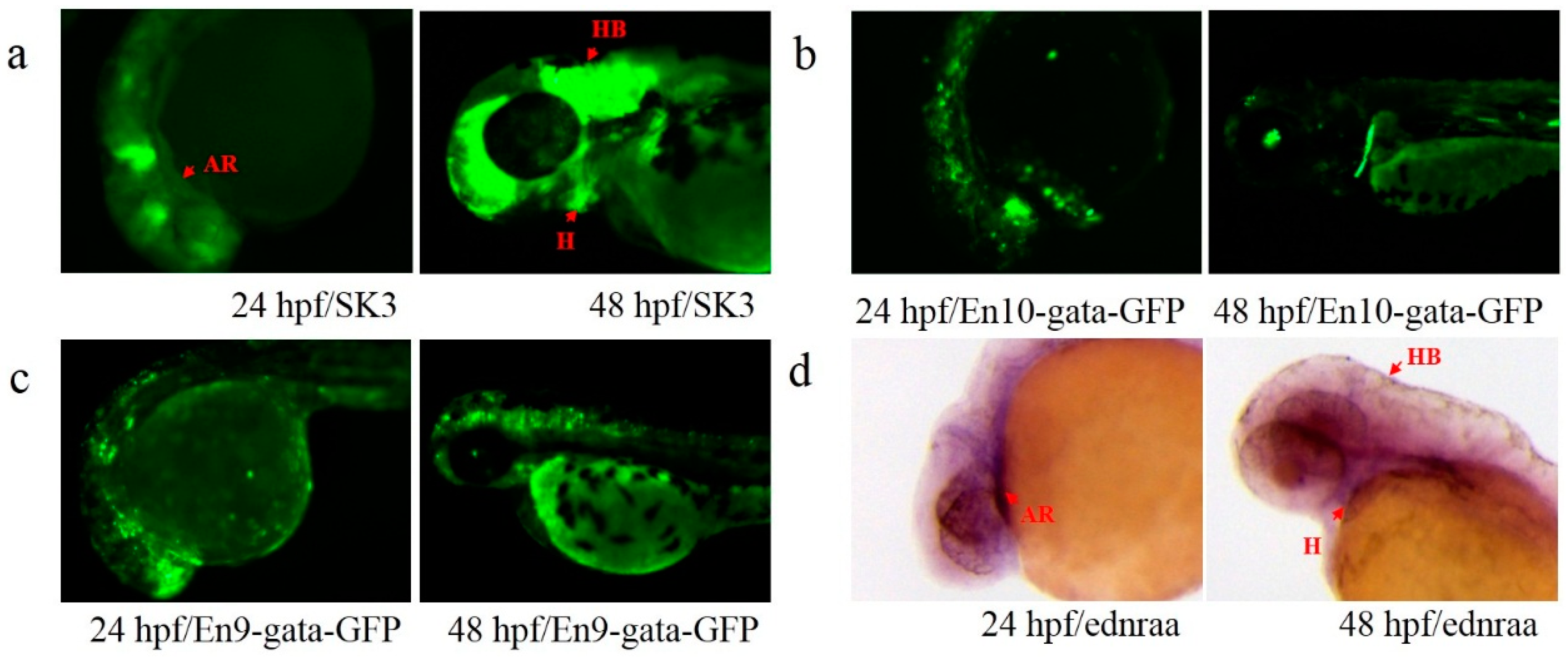 Genes 09 00630 g006