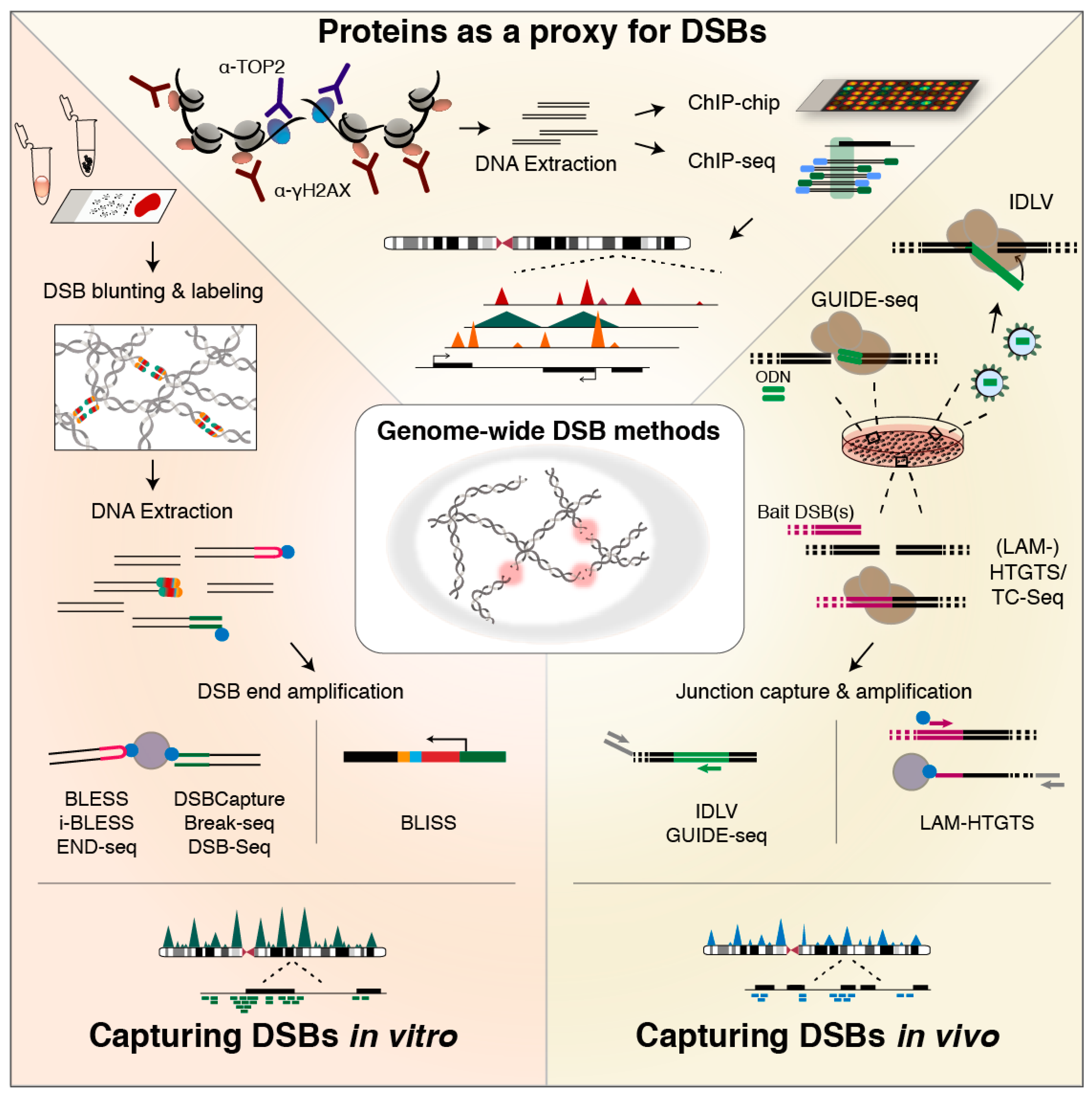Genes 09 00632 g002