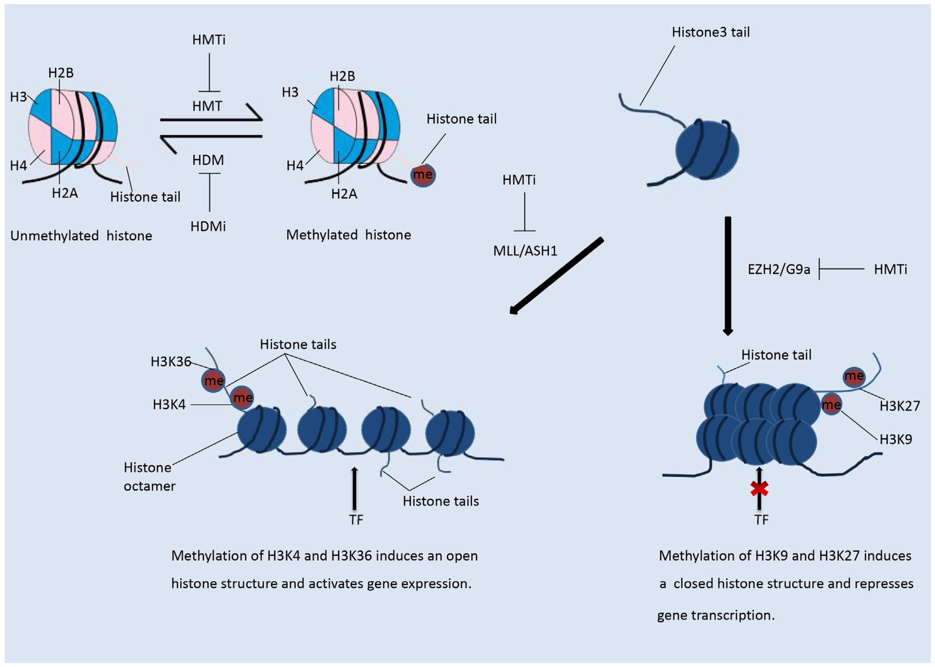 Genes 09 00633 g002
