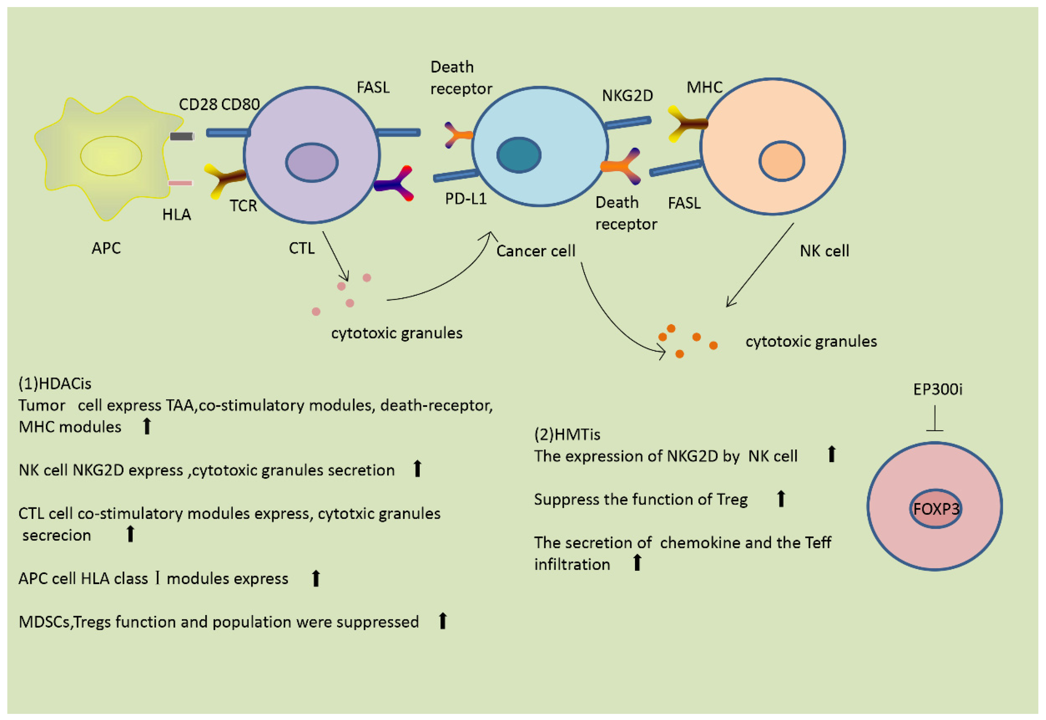 Genes 09 00633 g003