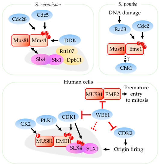 Regulation of Structure-Specific Endonucleases in