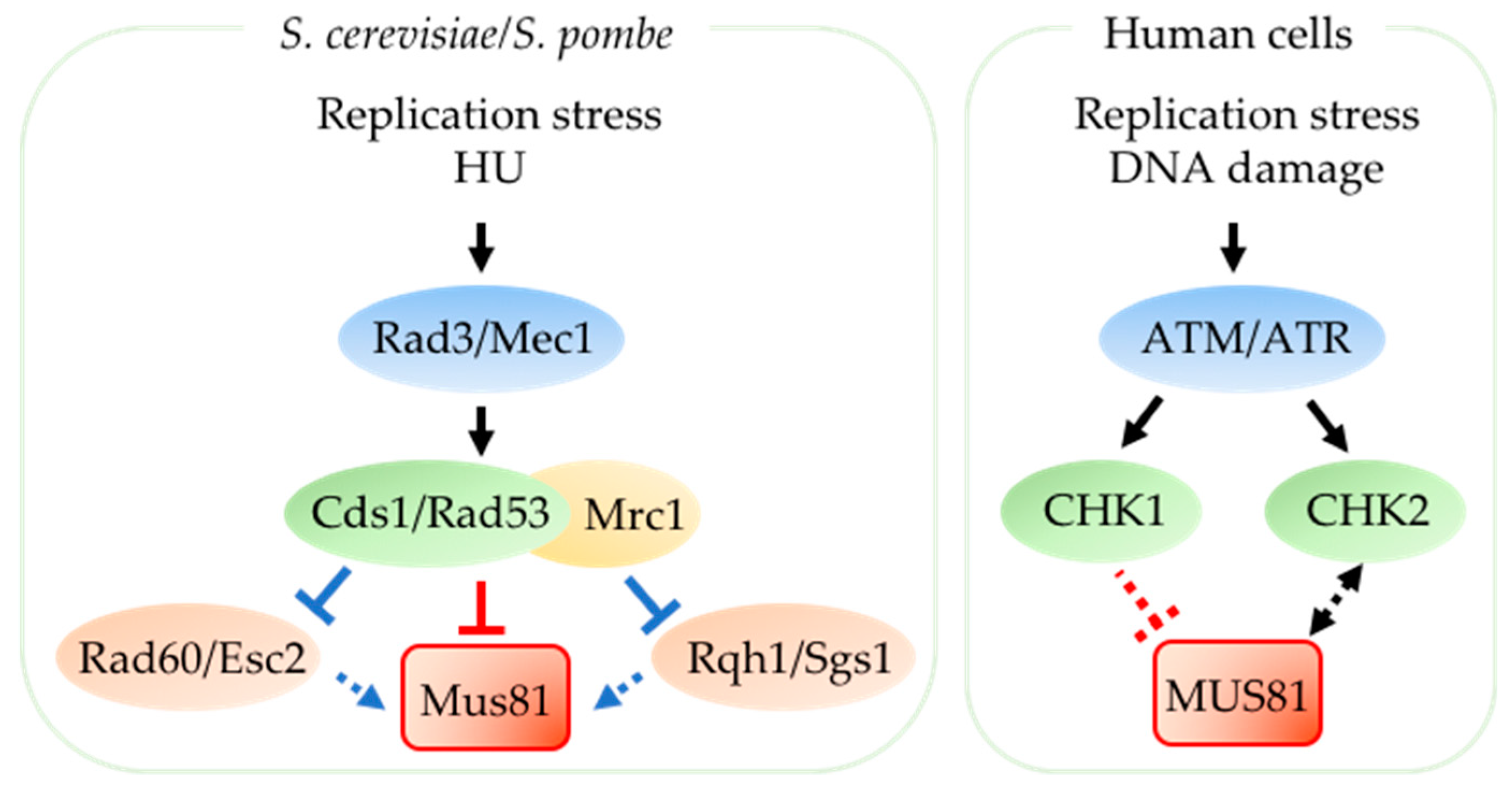 Genes 09 00634 g003 Genes 09 00634 g003
