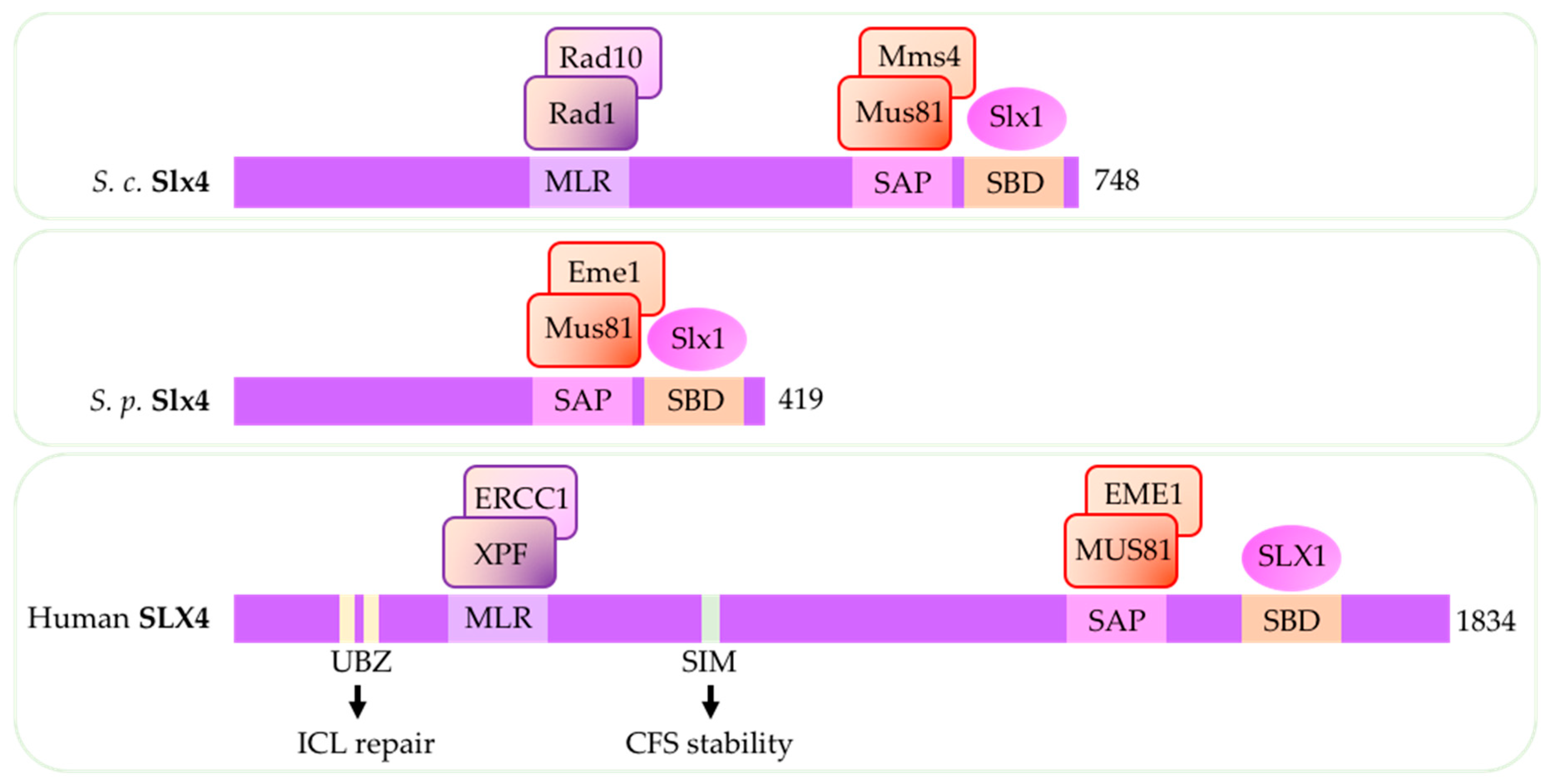 Genes 09 00634 g004 Genes 09 00634 g004