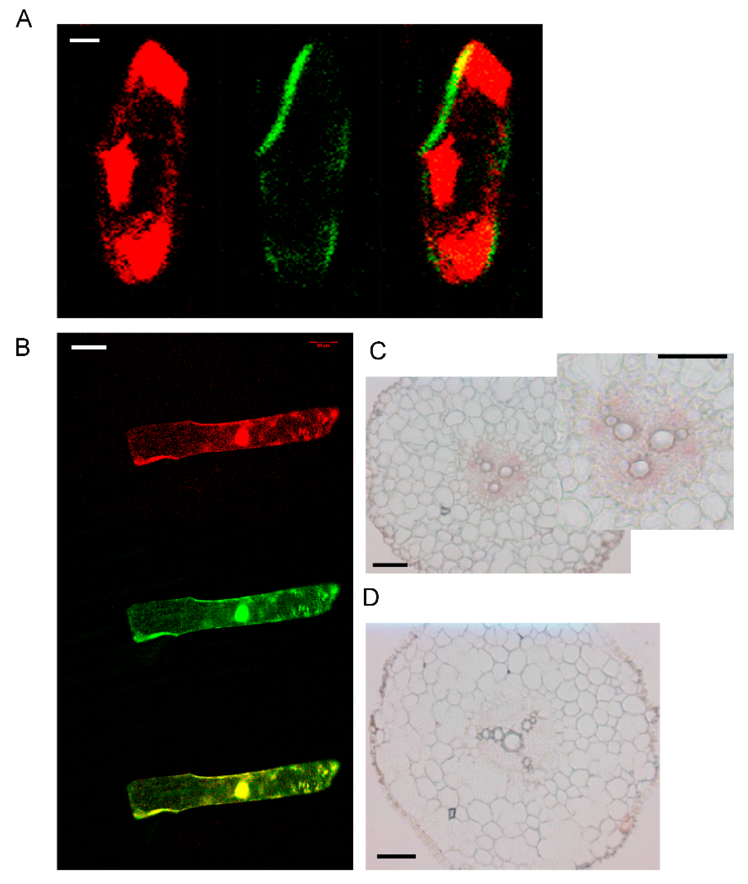 Genes 09 00635 g003