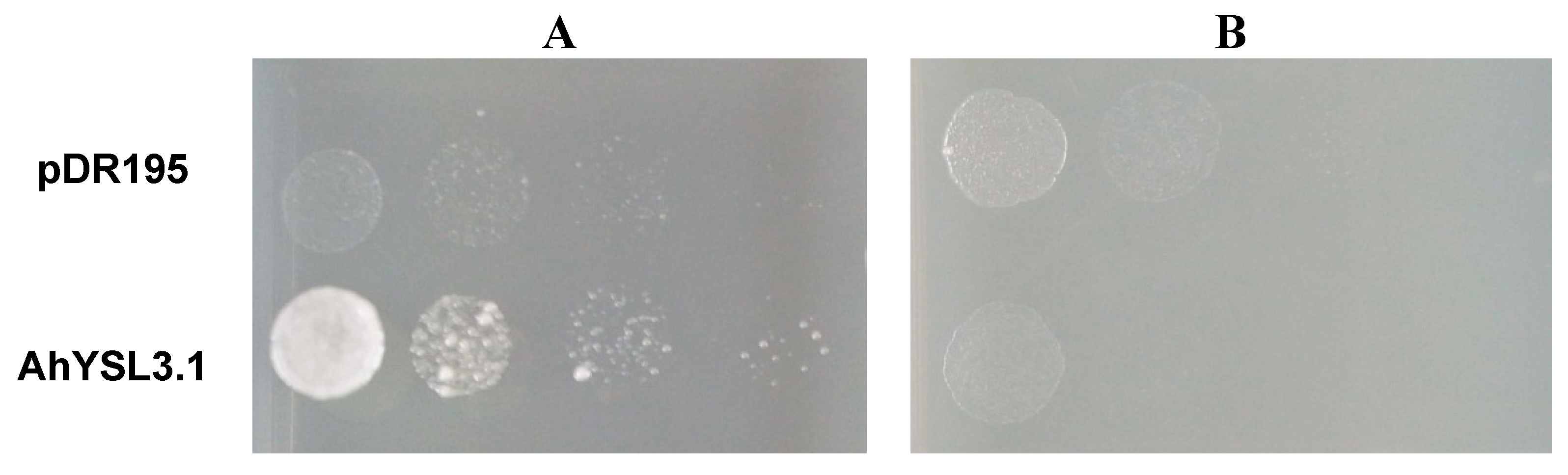 Genes 09 00635 g004