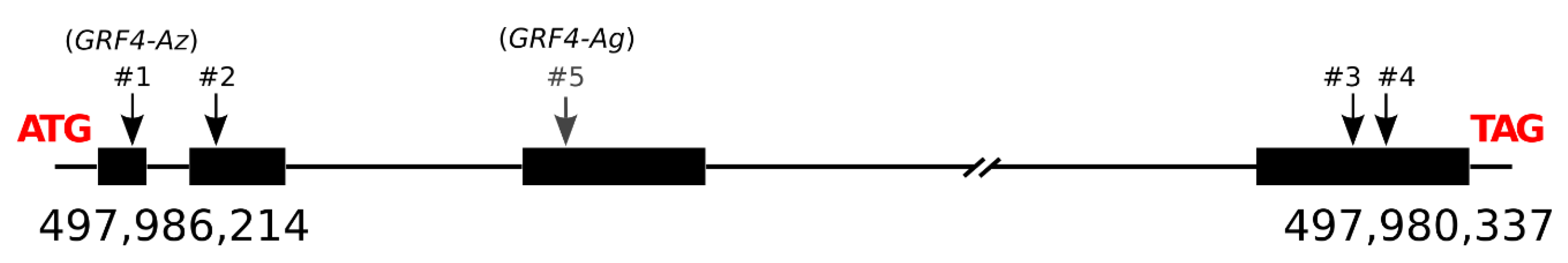 Genes 09 00636 g003