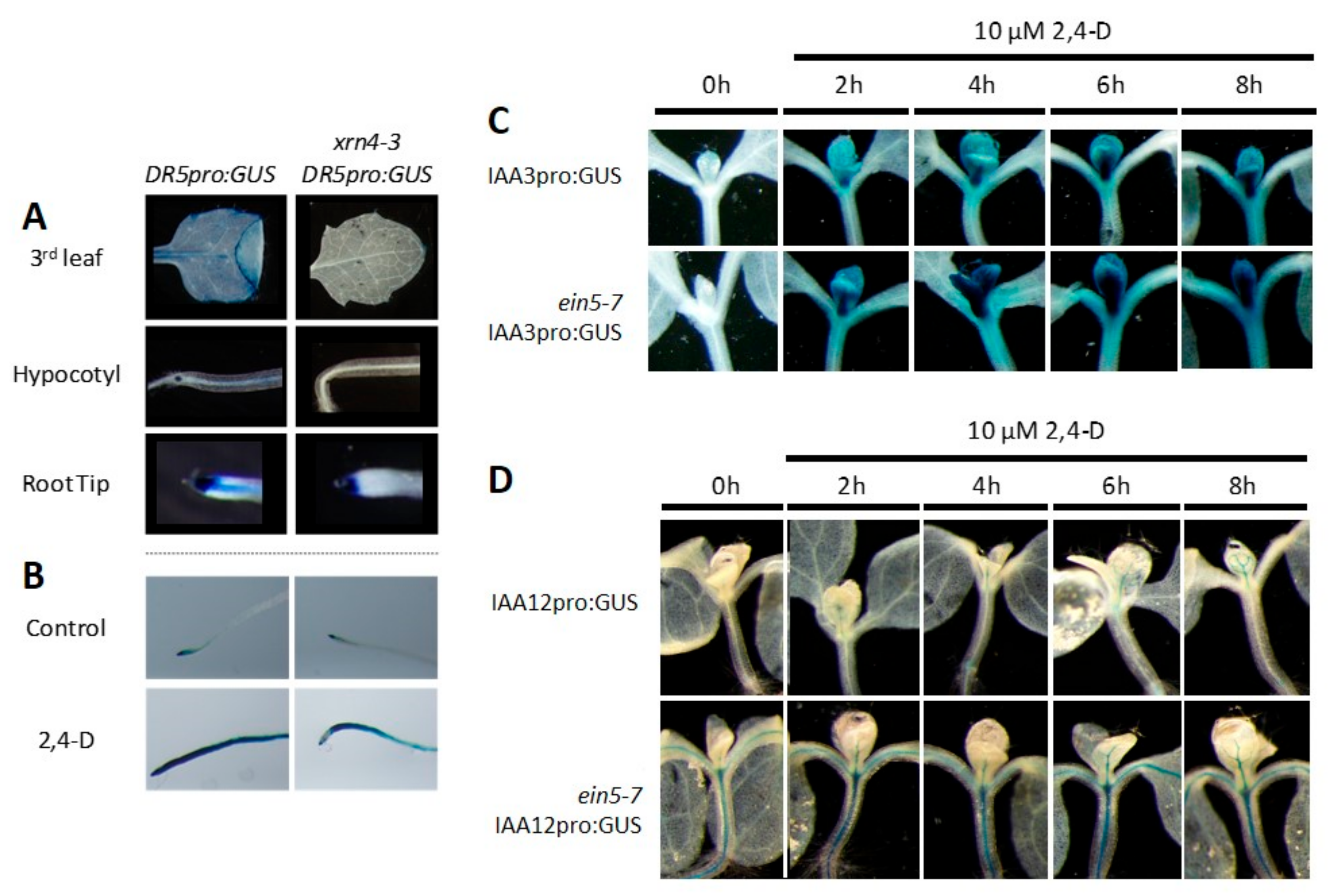 Genes 09 00638 g005