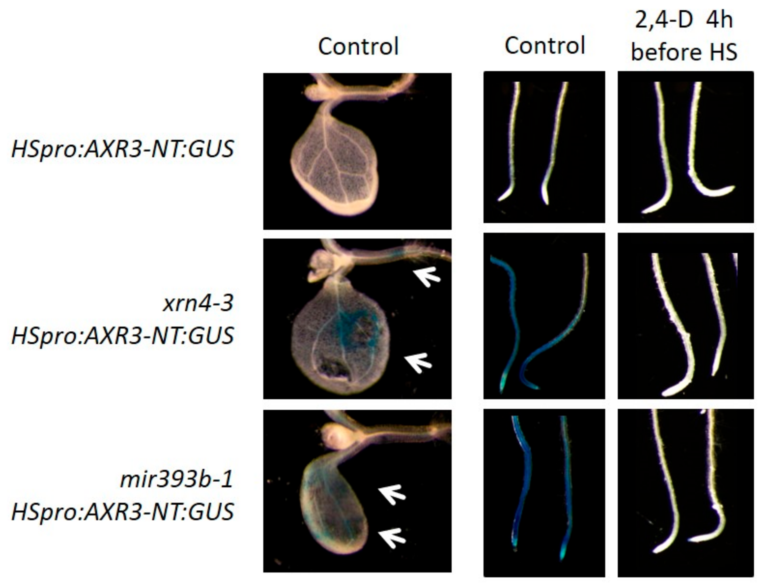 Genes 09 00638 g006