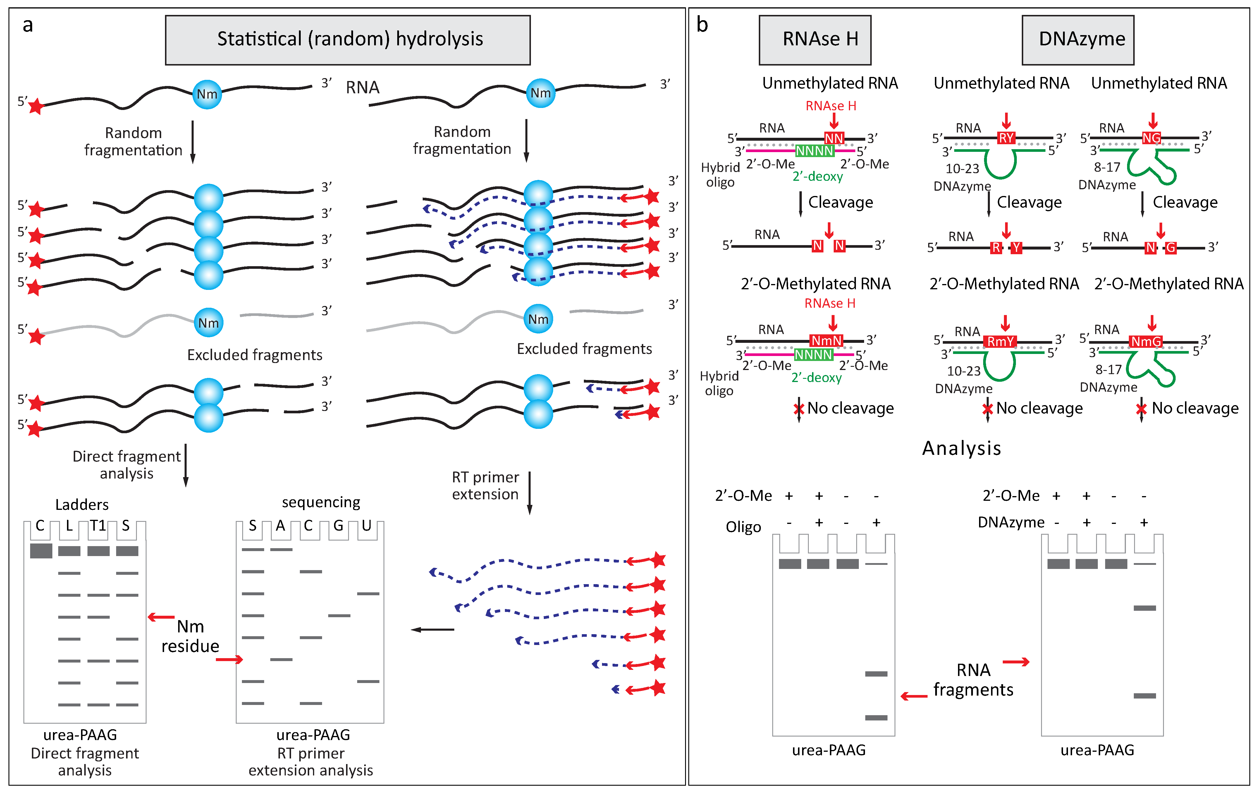 Genes 09 00642 g002