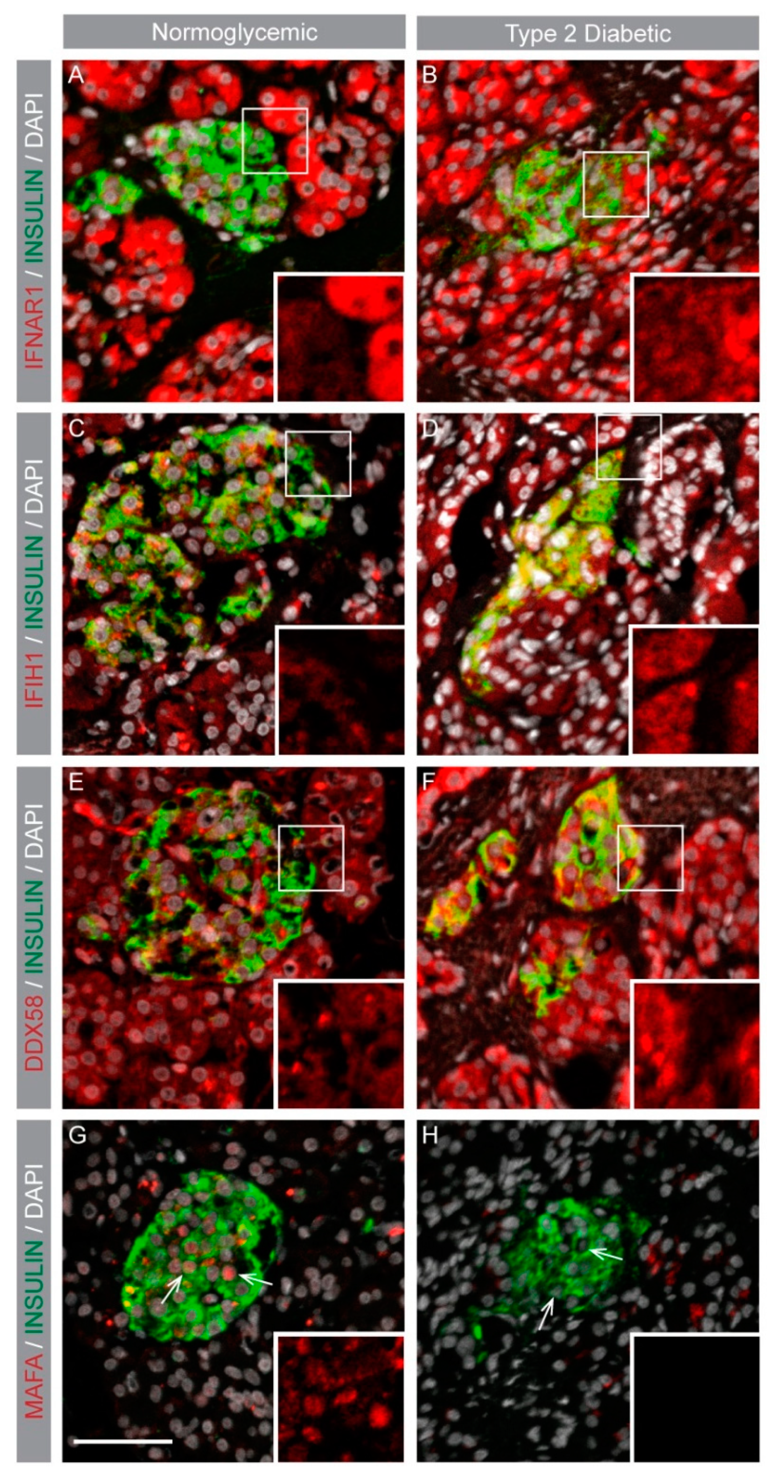 Genes 09 00644 g003
