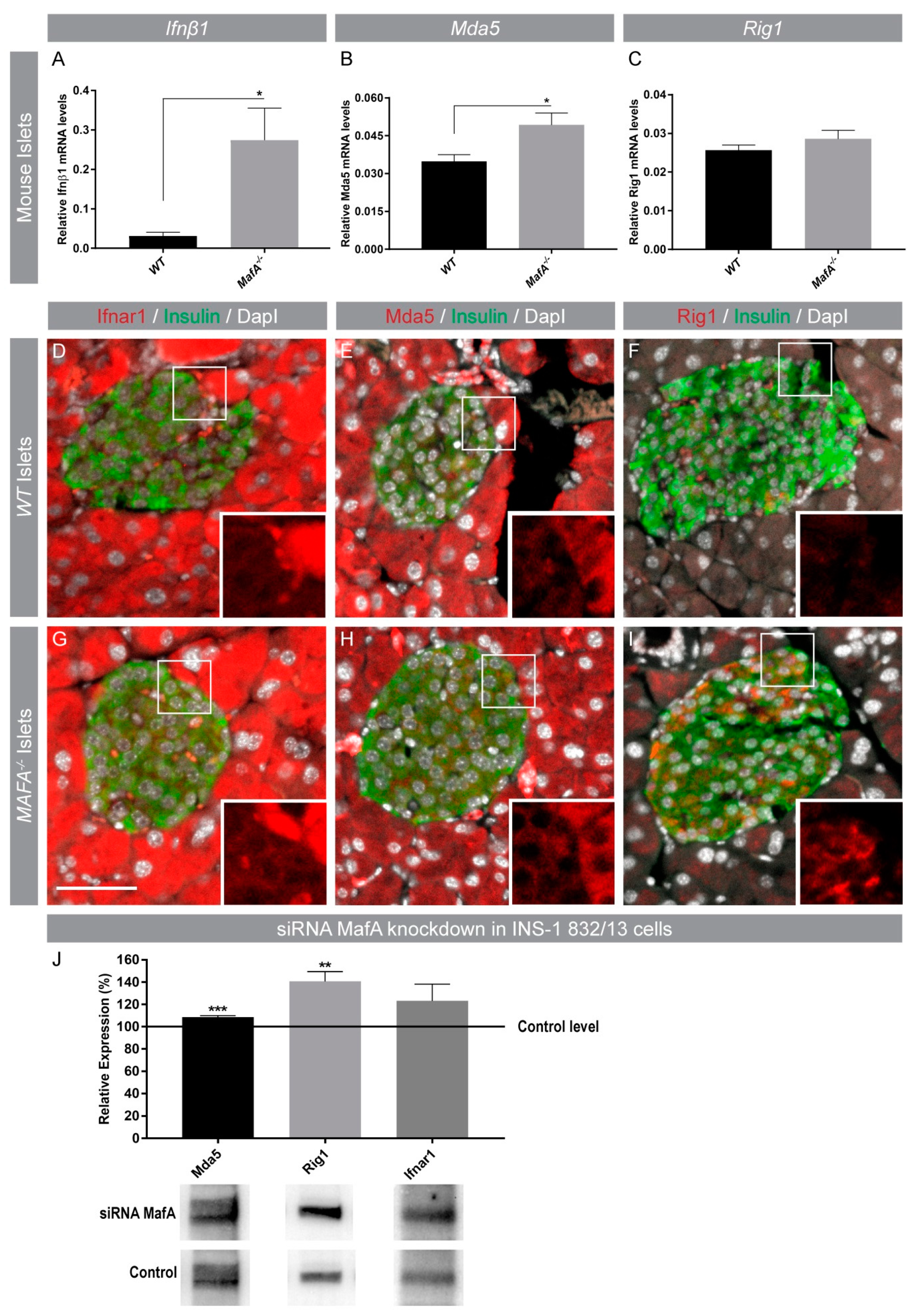 Genes 09 00644 g004
