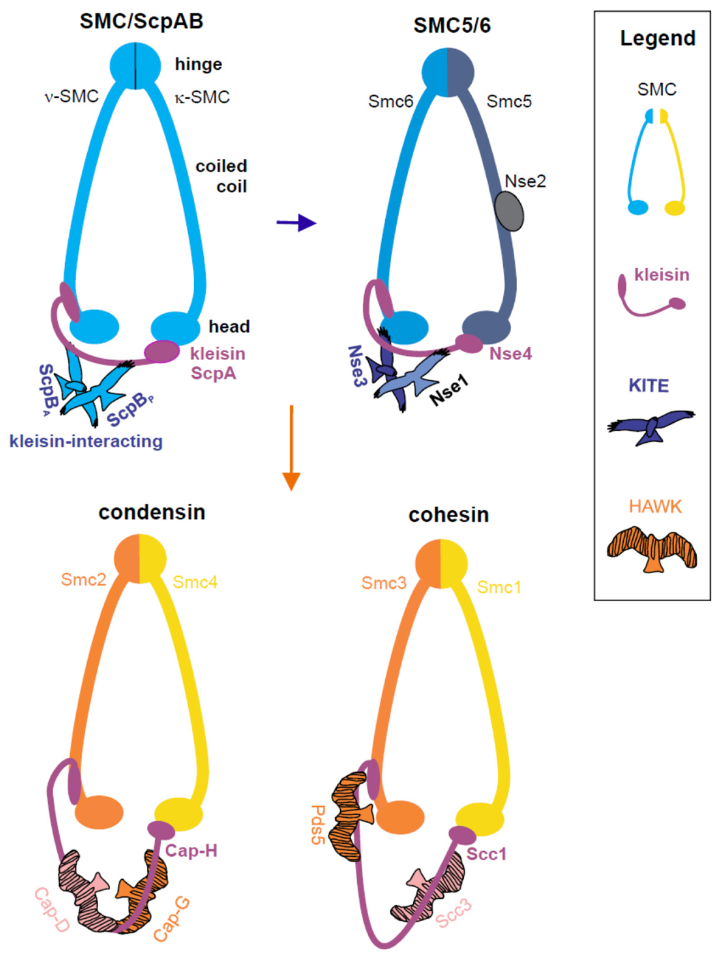 SMC5/6: Multifunctional Player in Replication
