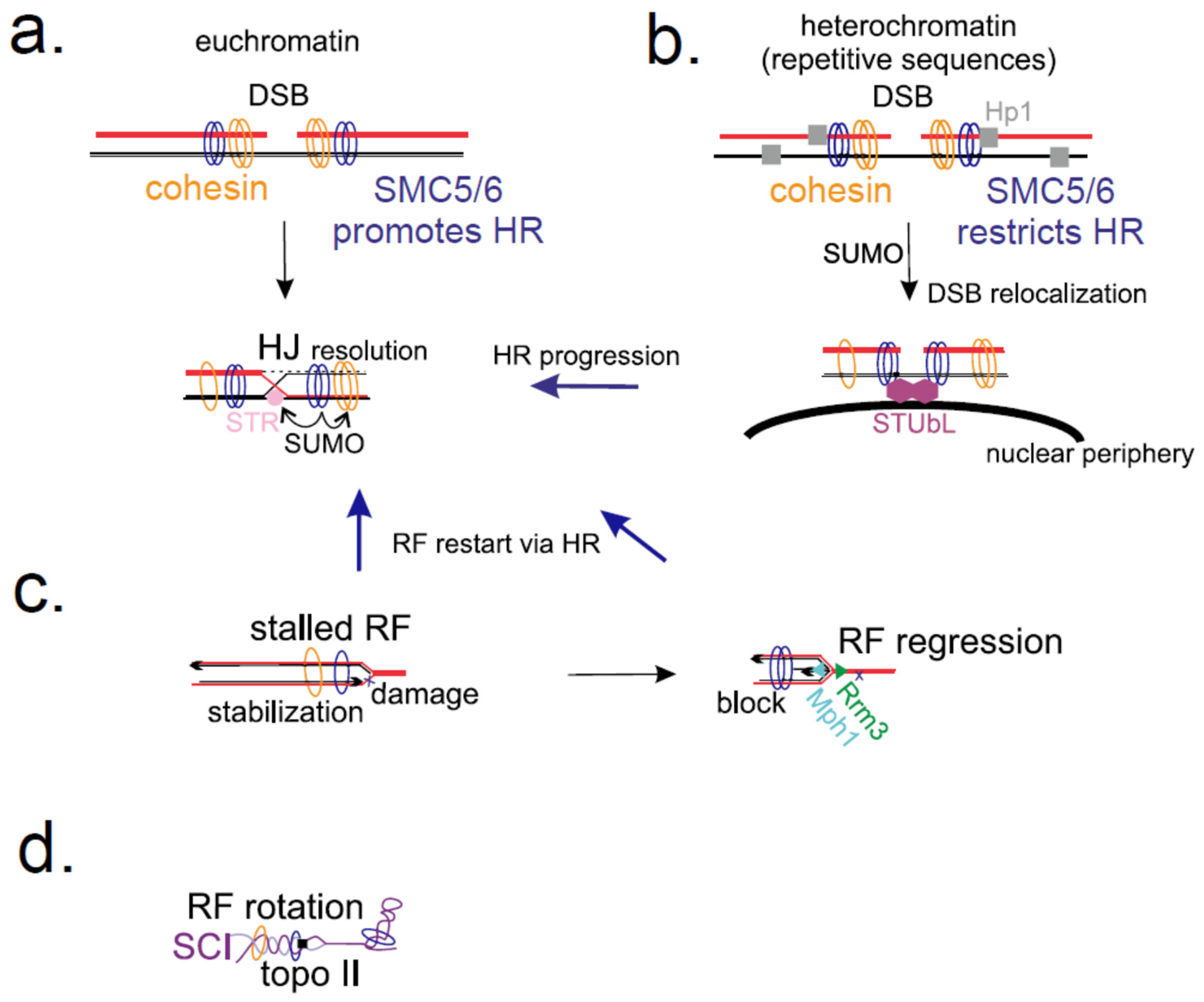 SMC5/6: Multifunctional Player in Replication