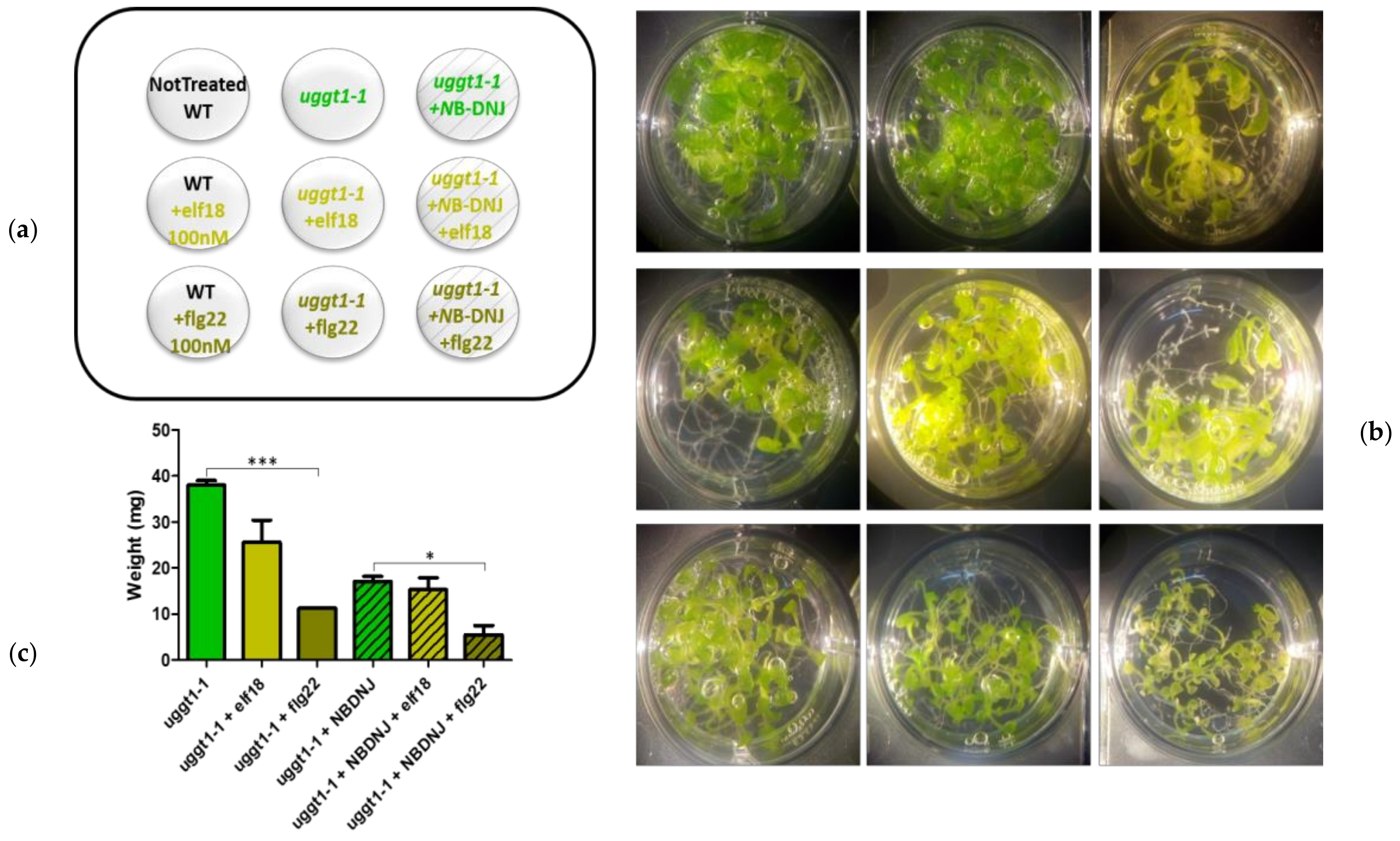 Genes 10 00015 g004 Genes 10 00015 g004