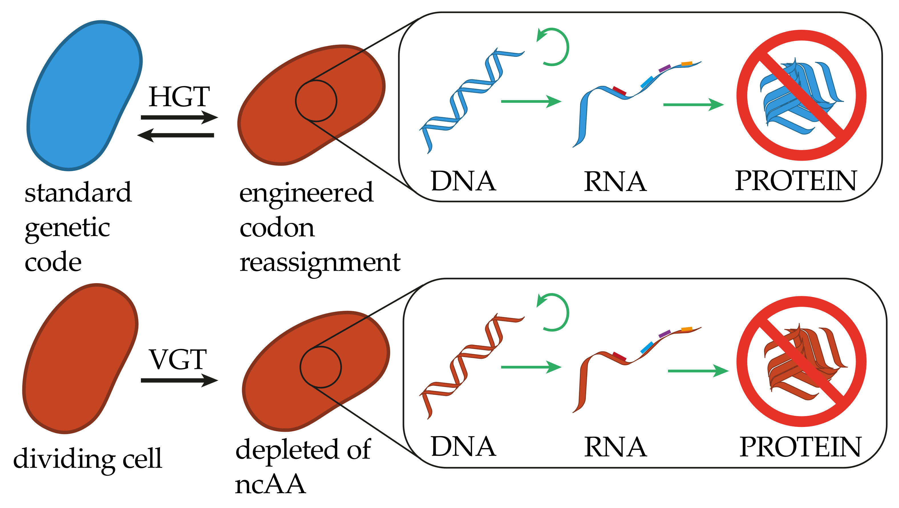 The Cause Of Genetic Information Being Transferred