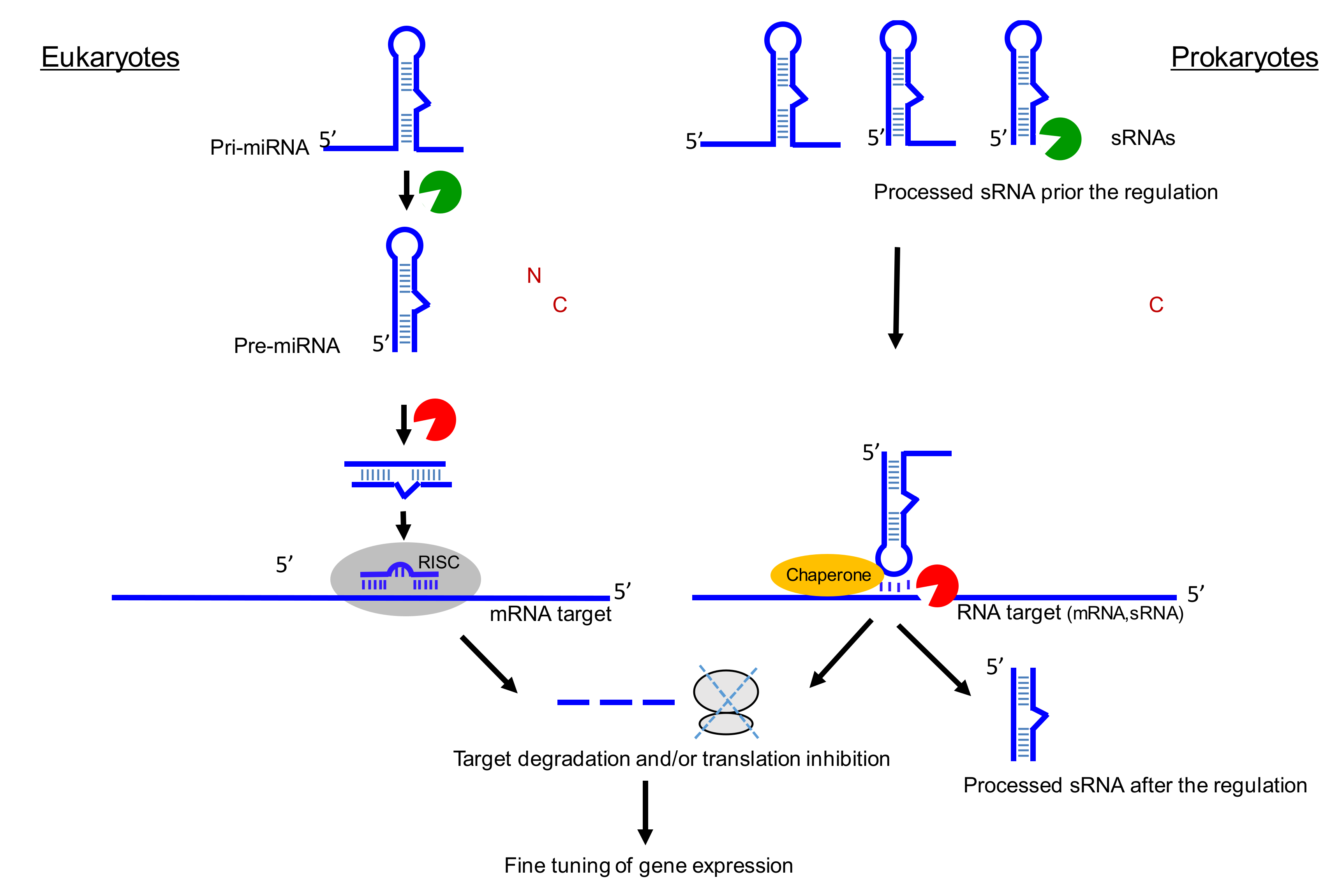 Genes 10 00022 g002