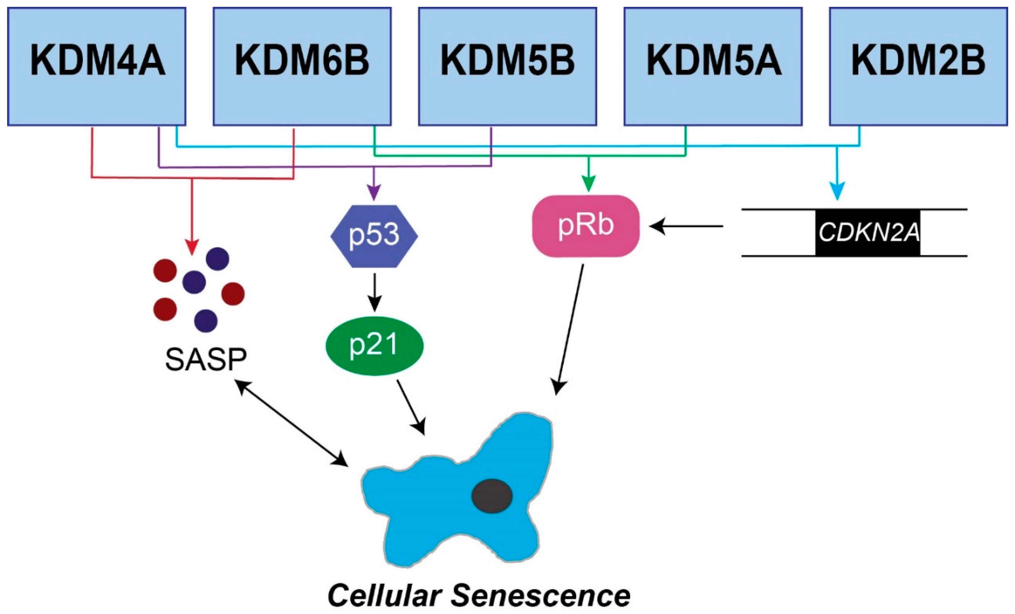 Genes 10 00033 g001