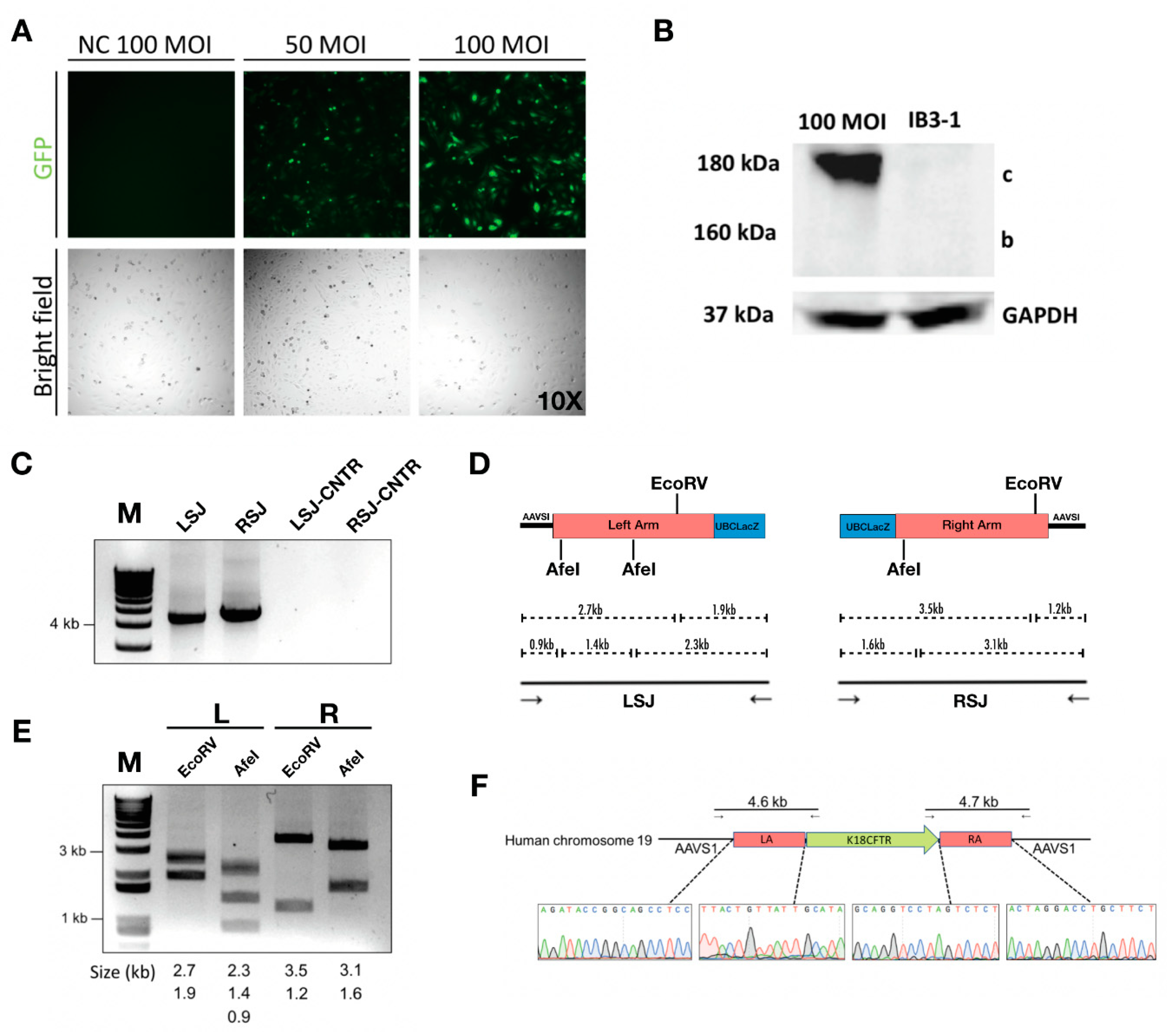Genes 10 00039 g004 Genes 10 00039 g004