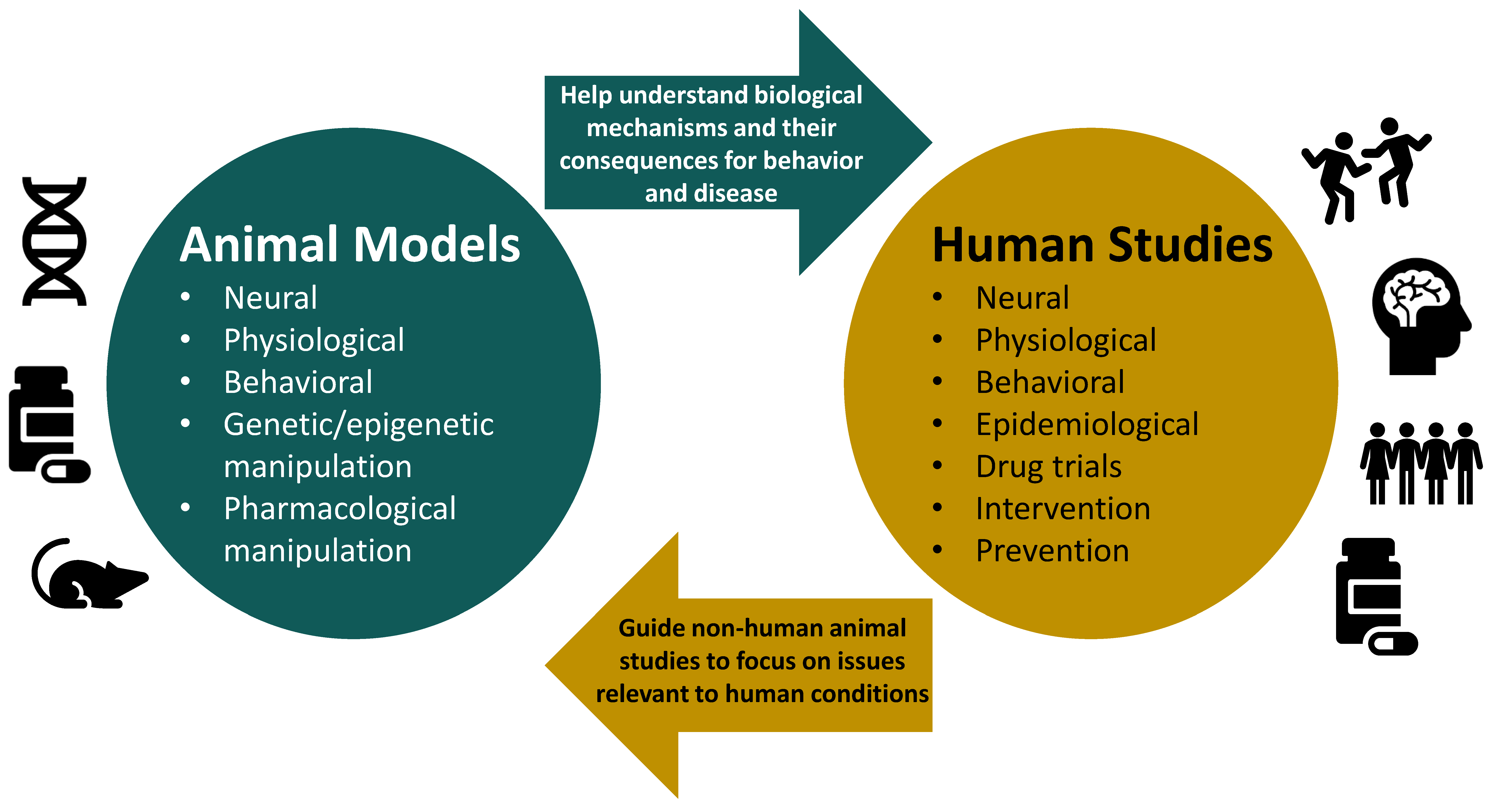 Genes | Free Full-Text | Animal Models and Their Contribution to Our Understanding of the Relationship Between Environments, Epigenetic Modifications, and Behavior Genes | Free Full-Text | Animal Models and Their Contribution to Our Understanding of the Relationship Between Environments, Epigenetic Modifications, and Behavior