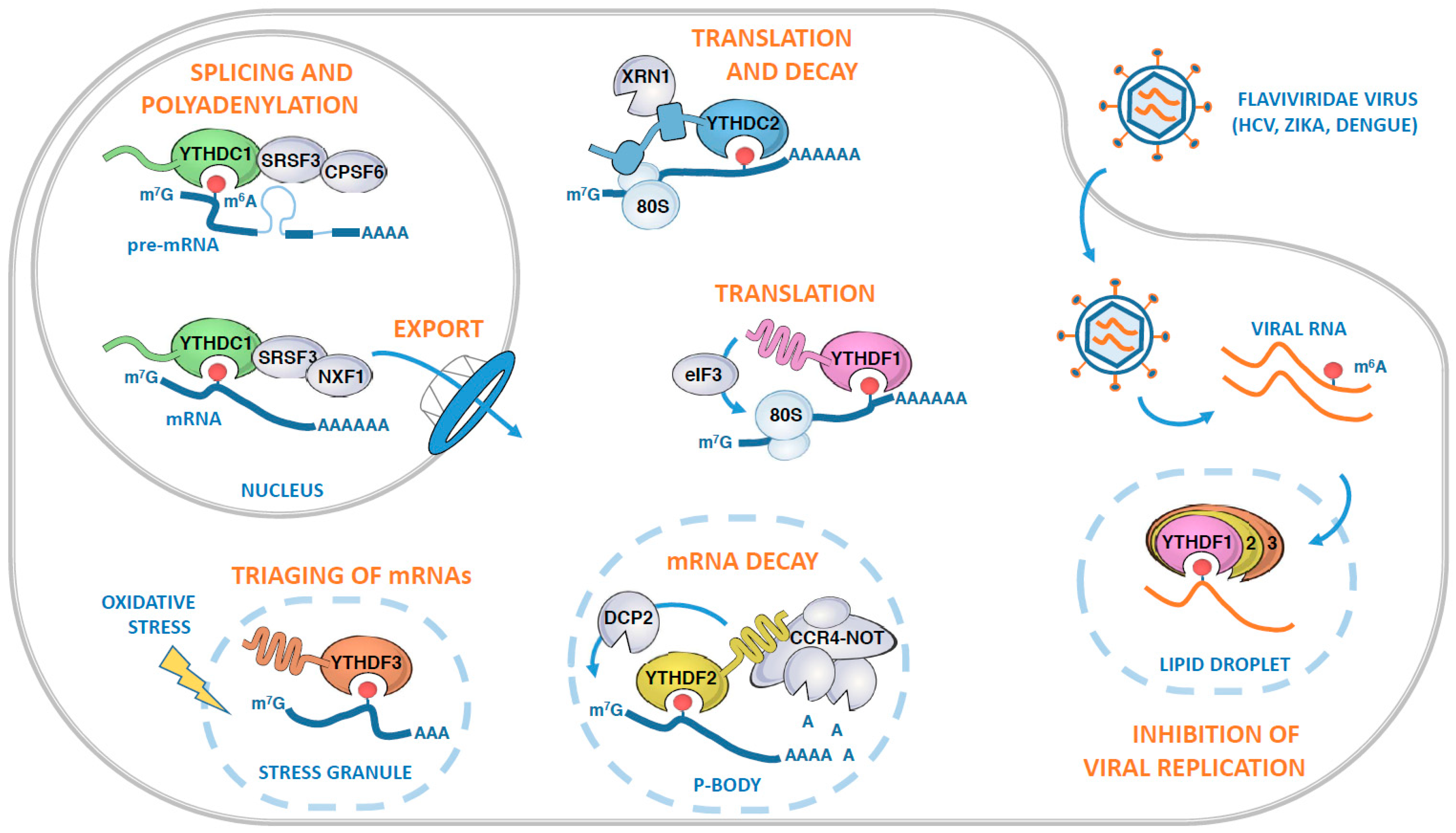 Genes 10 00049 g003