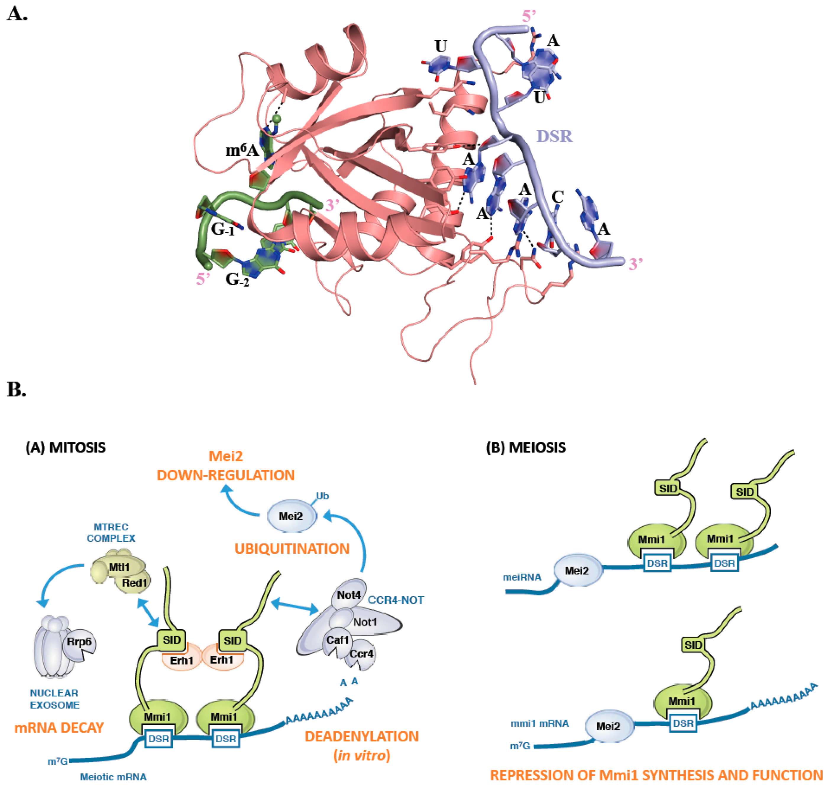 Genes 10 00049 g004