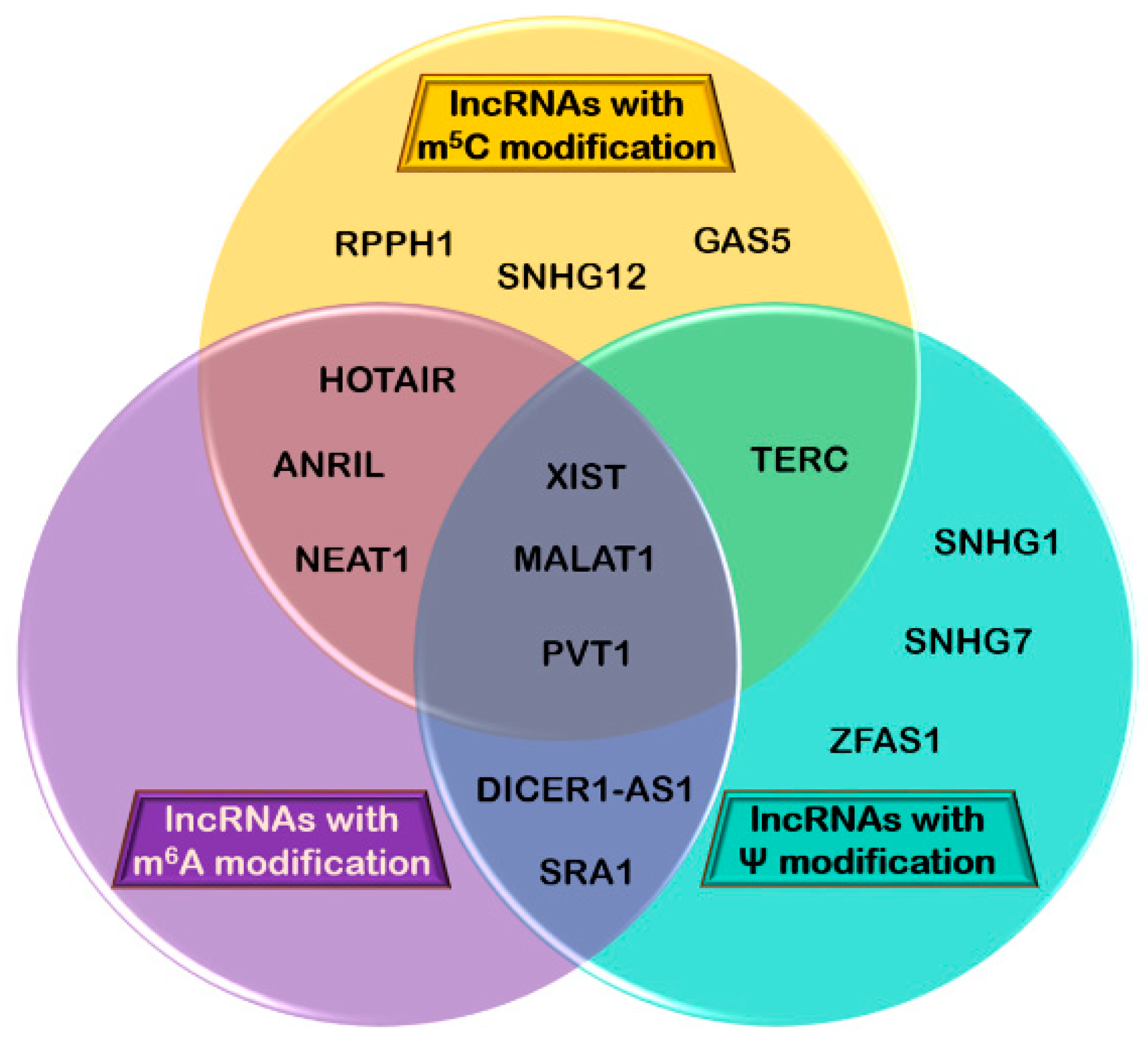 Epitranscriptomic Signatures in lncRNAs and Their Possible