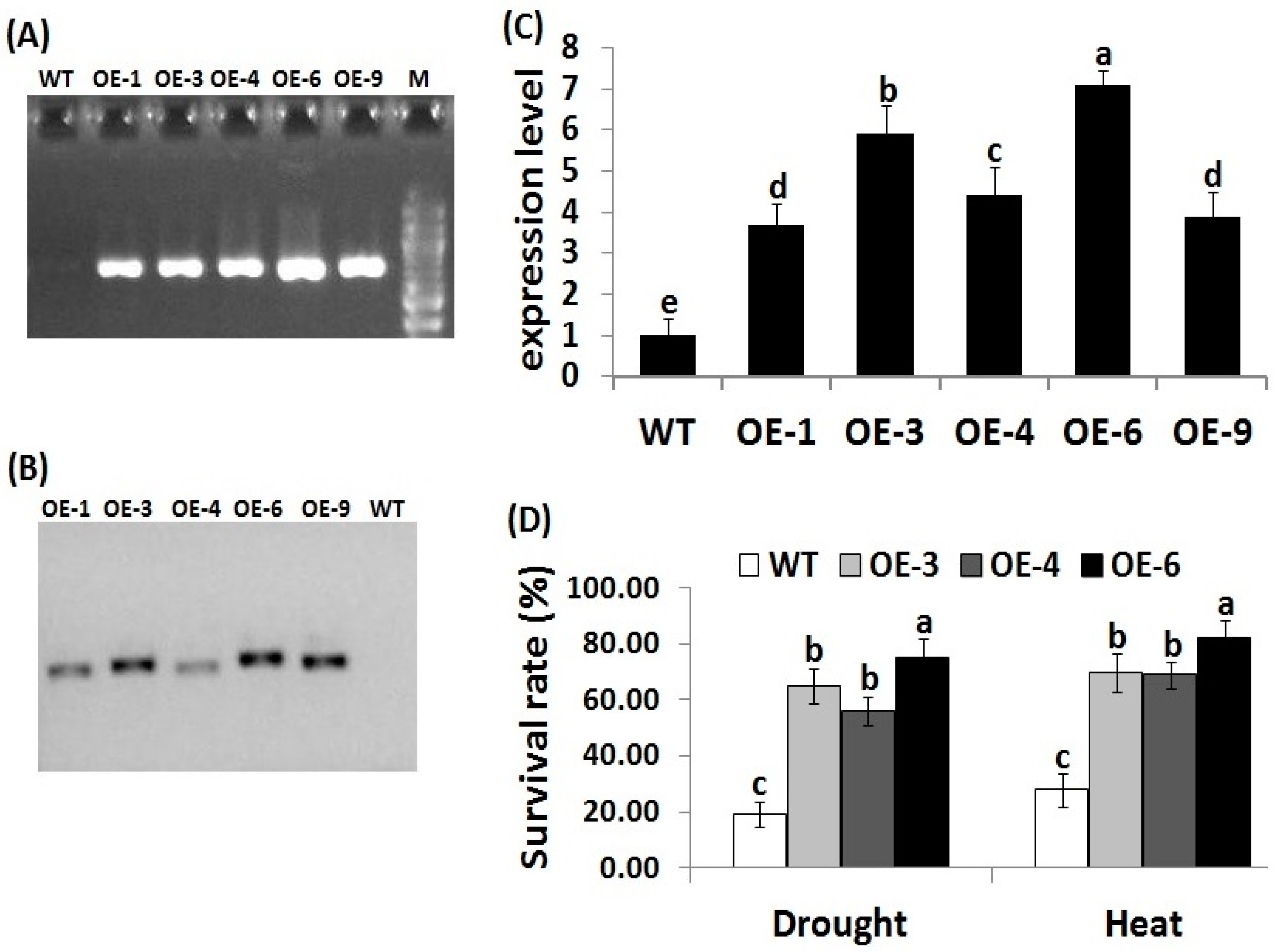 Genes 10 00056 g001