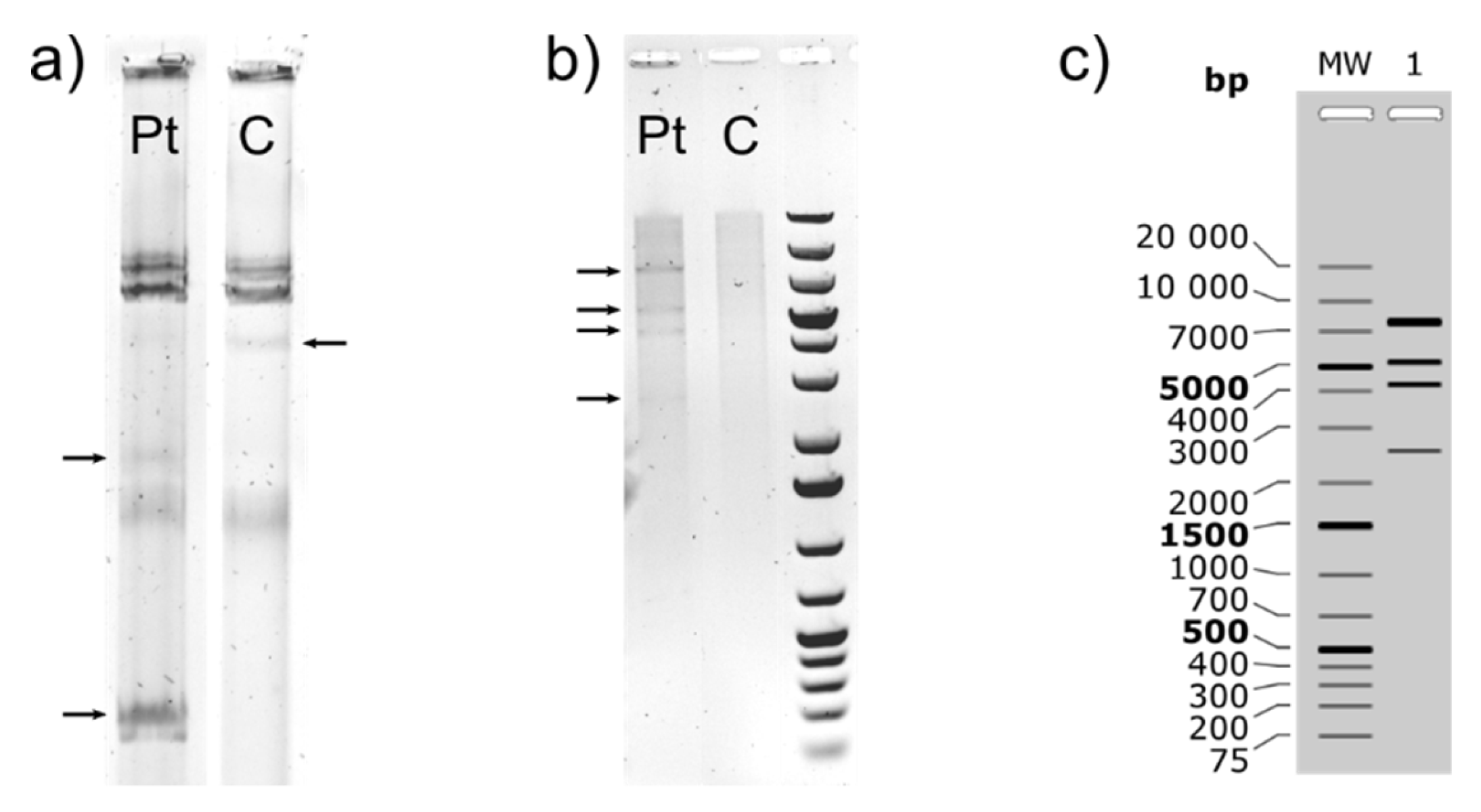 Genes 10 00063 g006