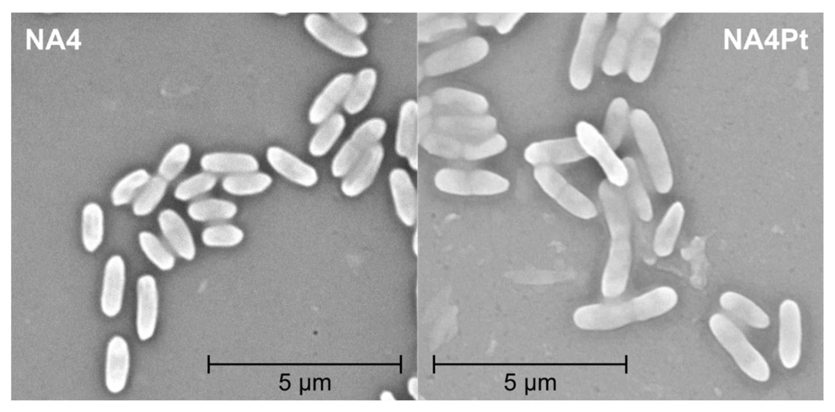 Genes 10 00063 g009