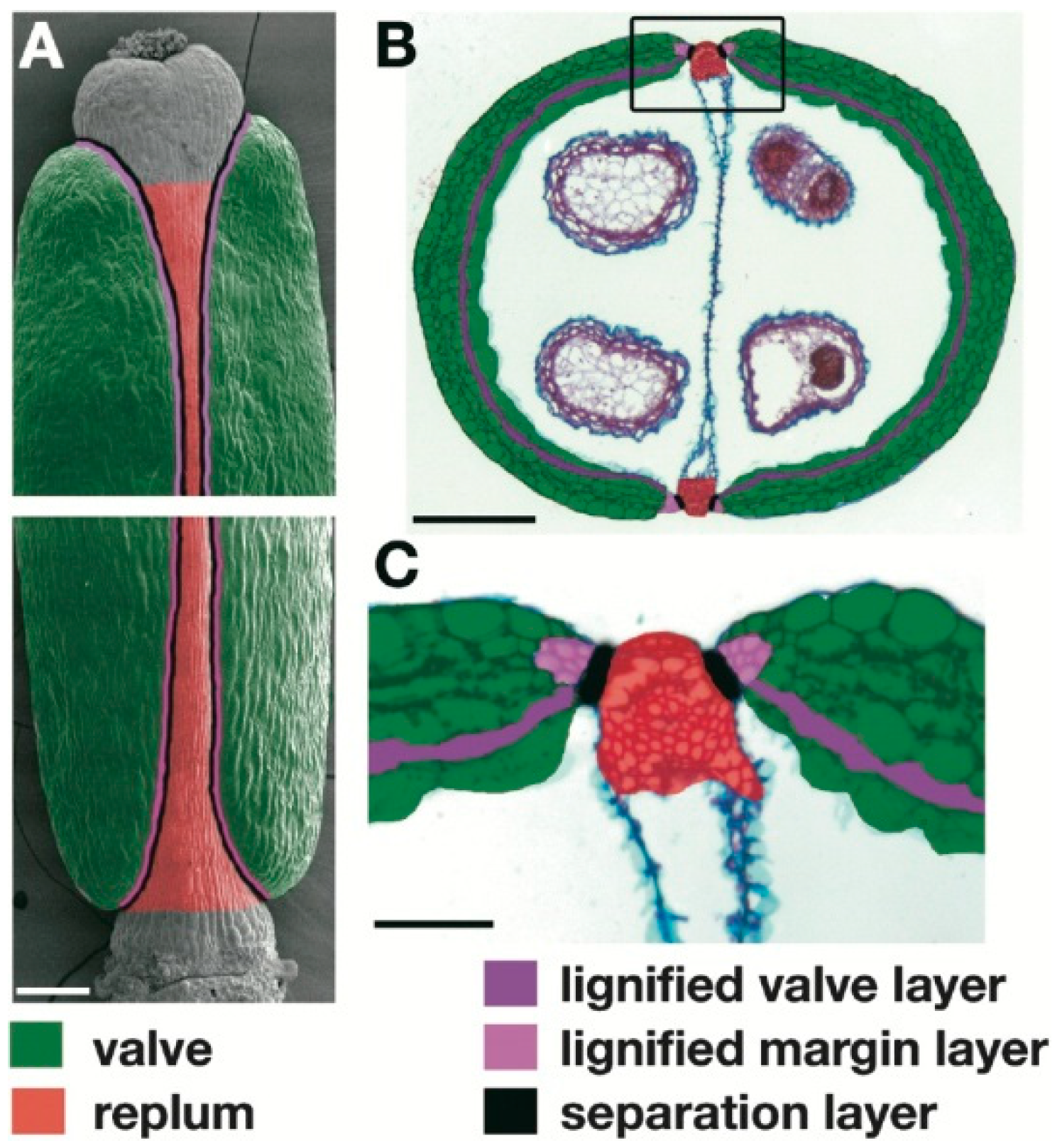 Genes 10 00068 g001