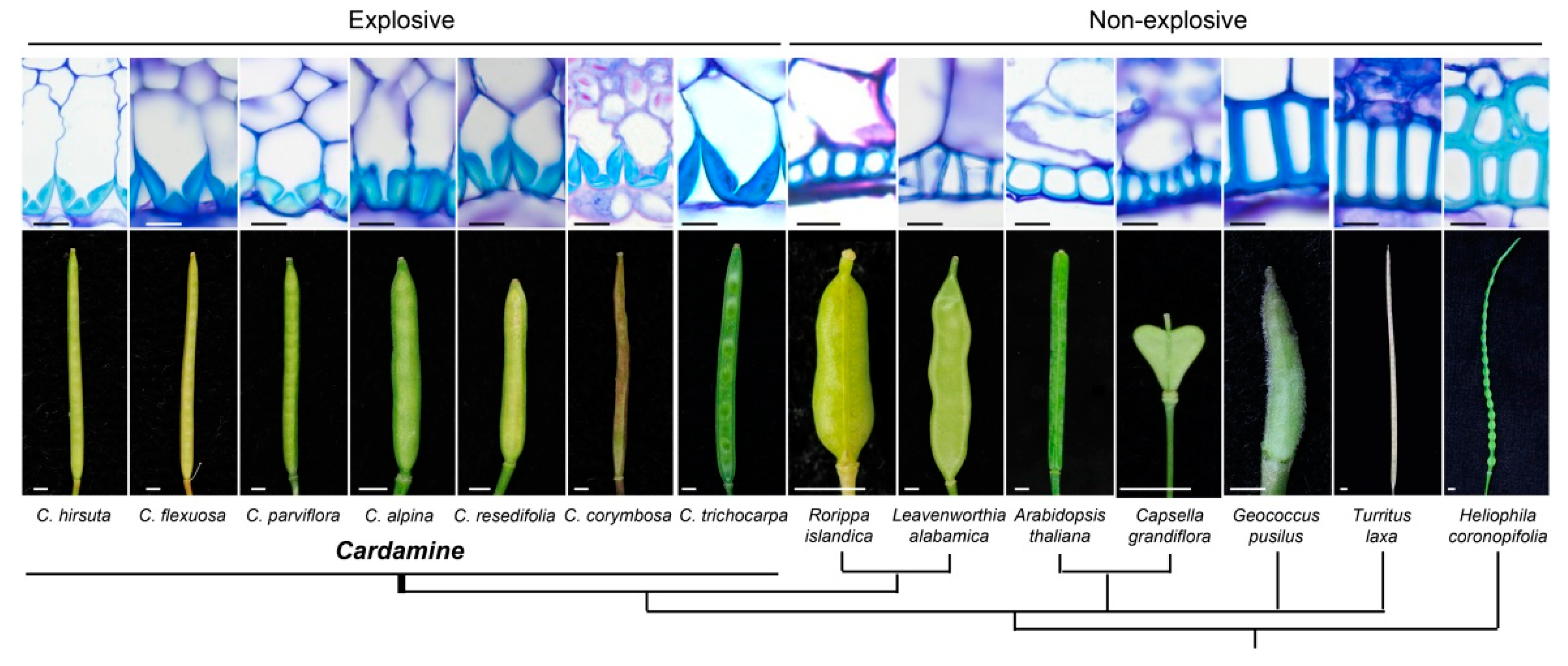 Genes 10 00068 g002