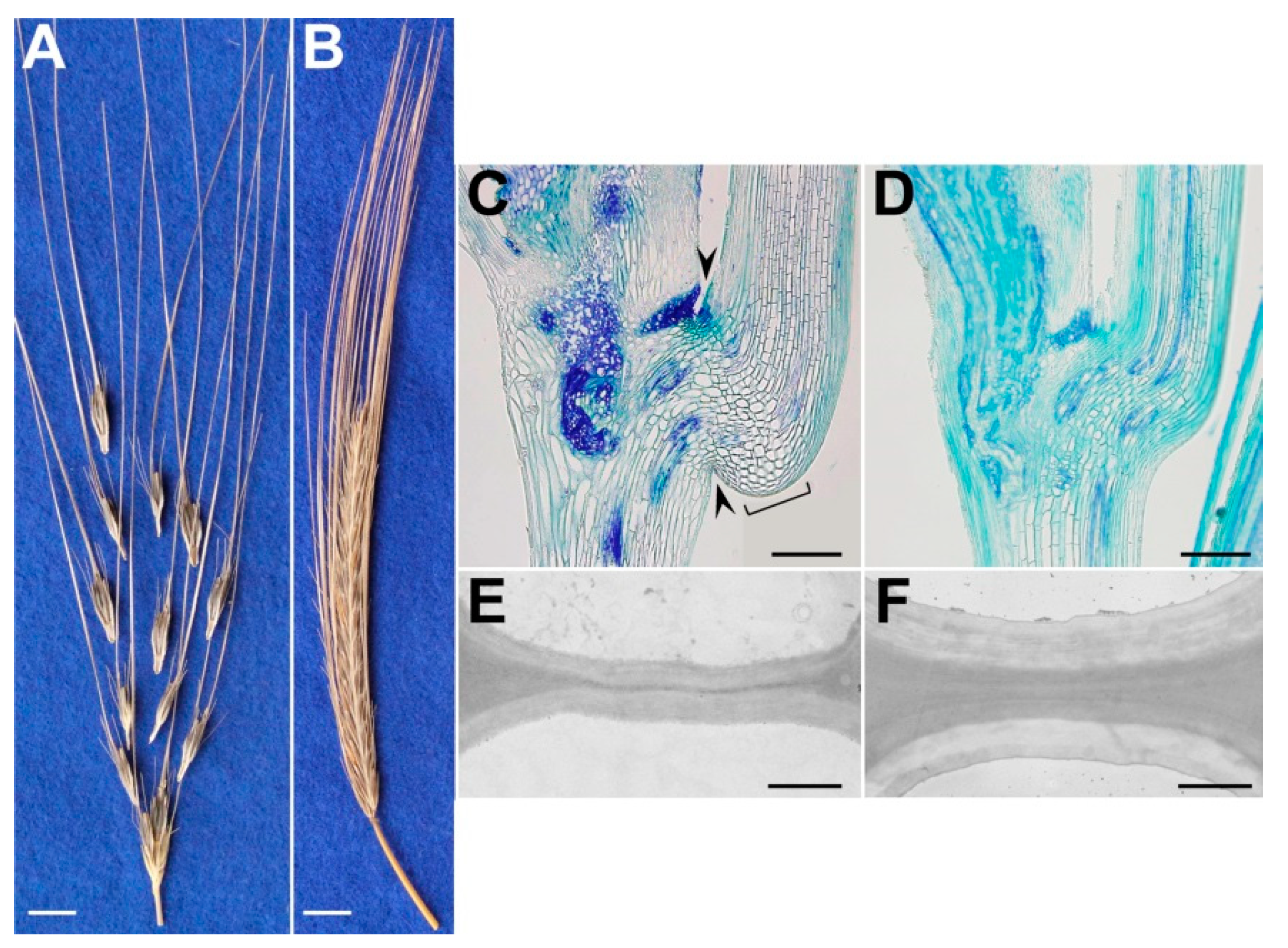 Genes 10 00068 g003