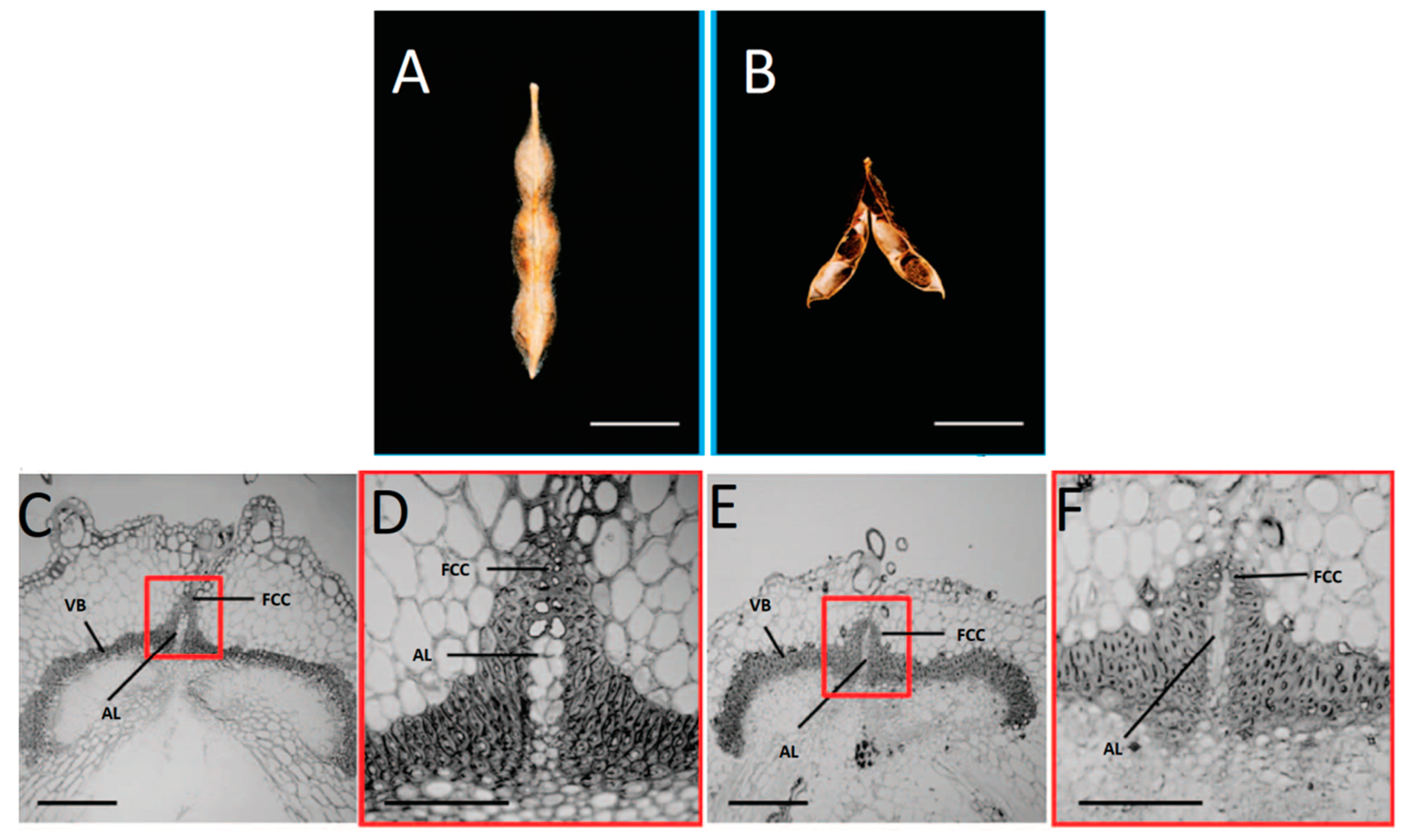 Genes 10 00068 g004