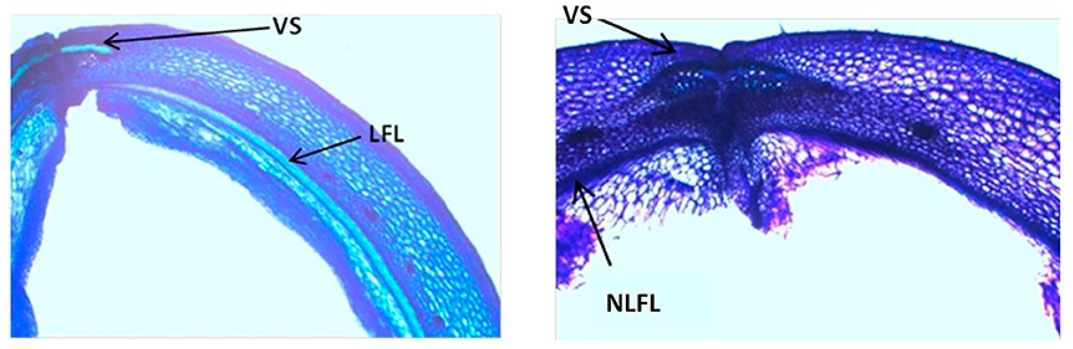 Genes 10 00068 g006