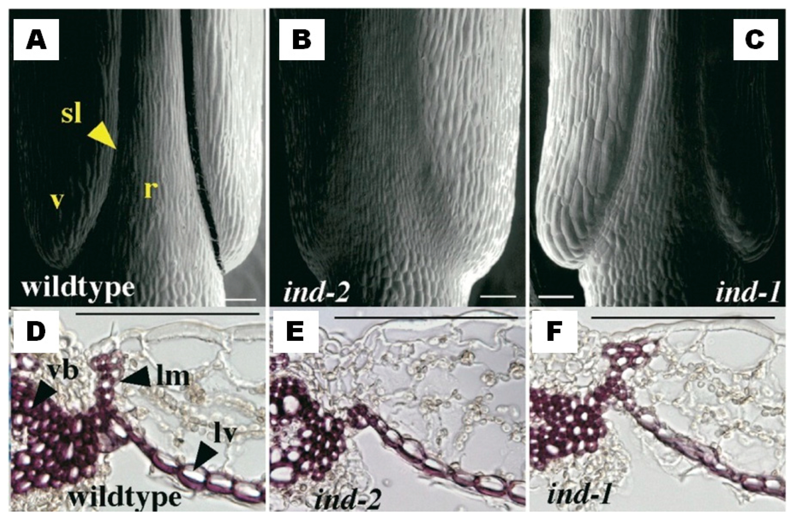 Genes 10 00068 g008