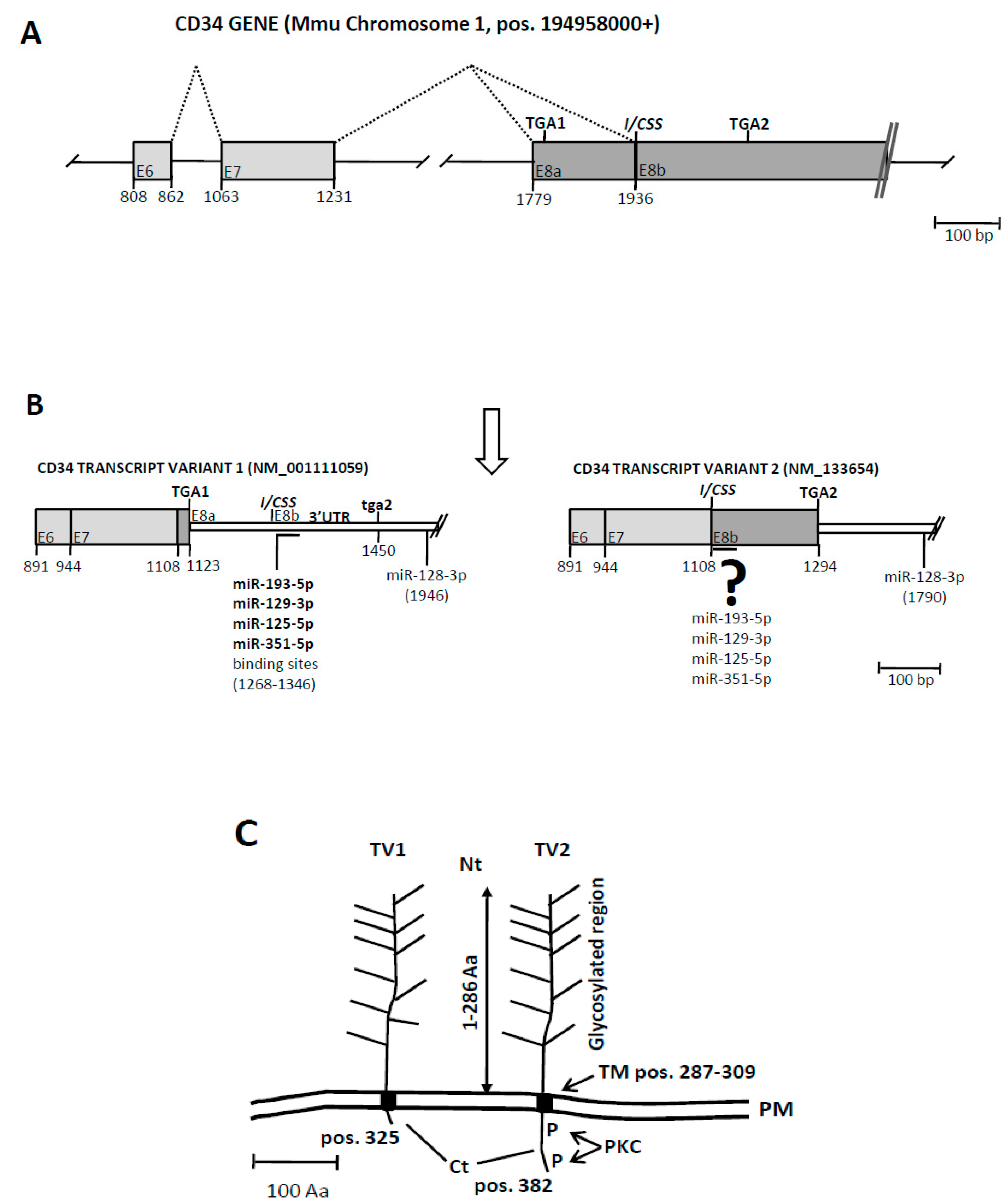 Genes 10 00070 g004