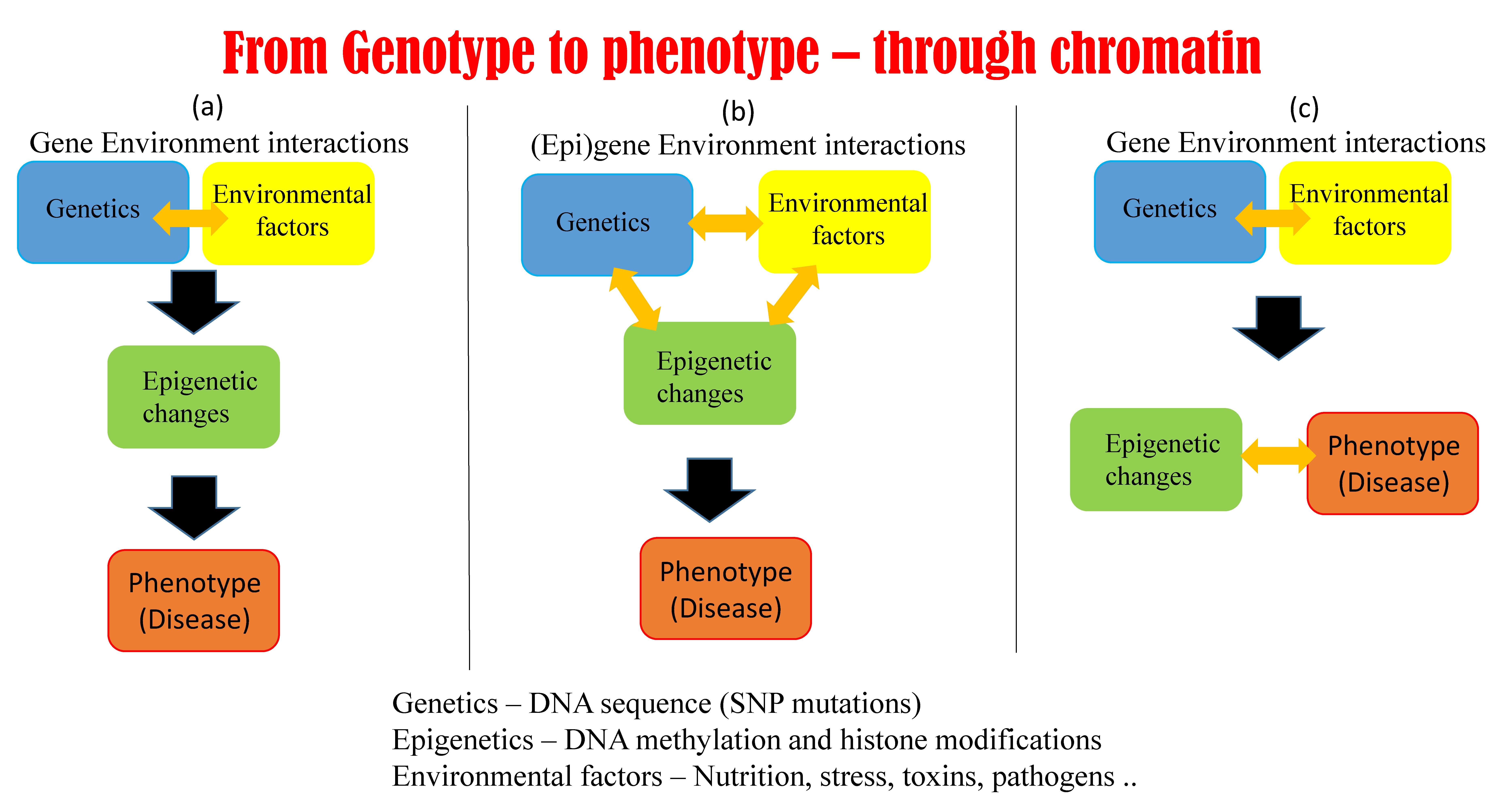 Genes Free Full Text From Genotype To Phenotype Through Chromatin Genes Free Full Text From Genotype To Phenotype Through Chromatin