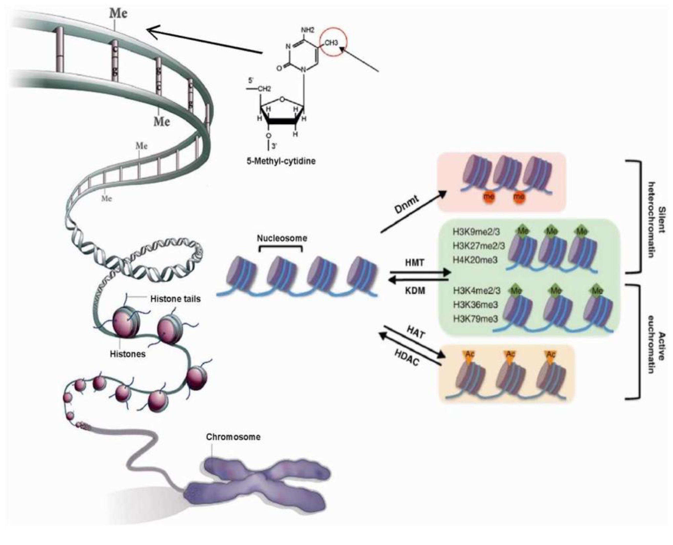 Genes 10 00076 g001