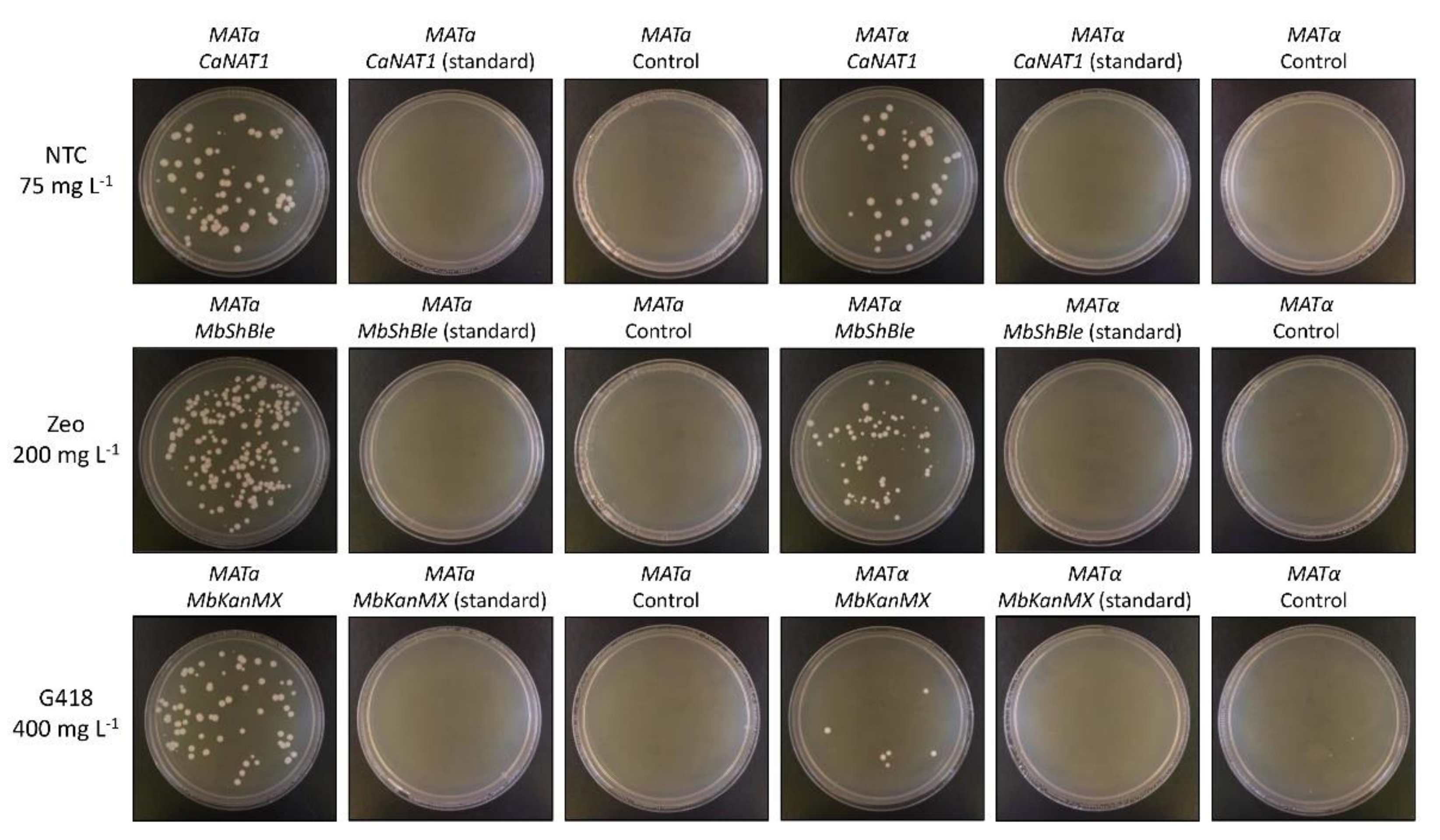 Genes 10 00078 g002 Genes 10 00078 g002